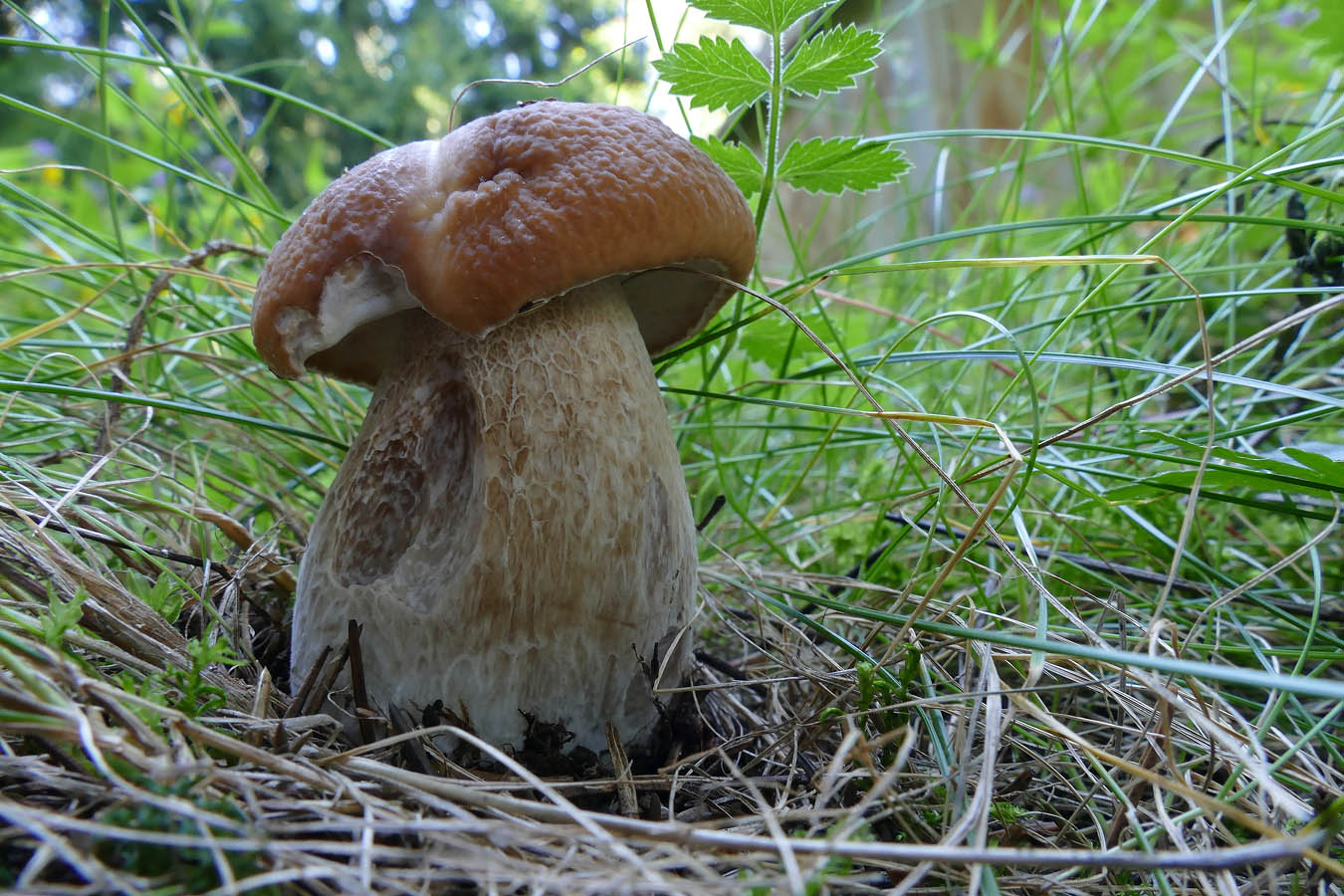 Boletus edulis гриб в Литве