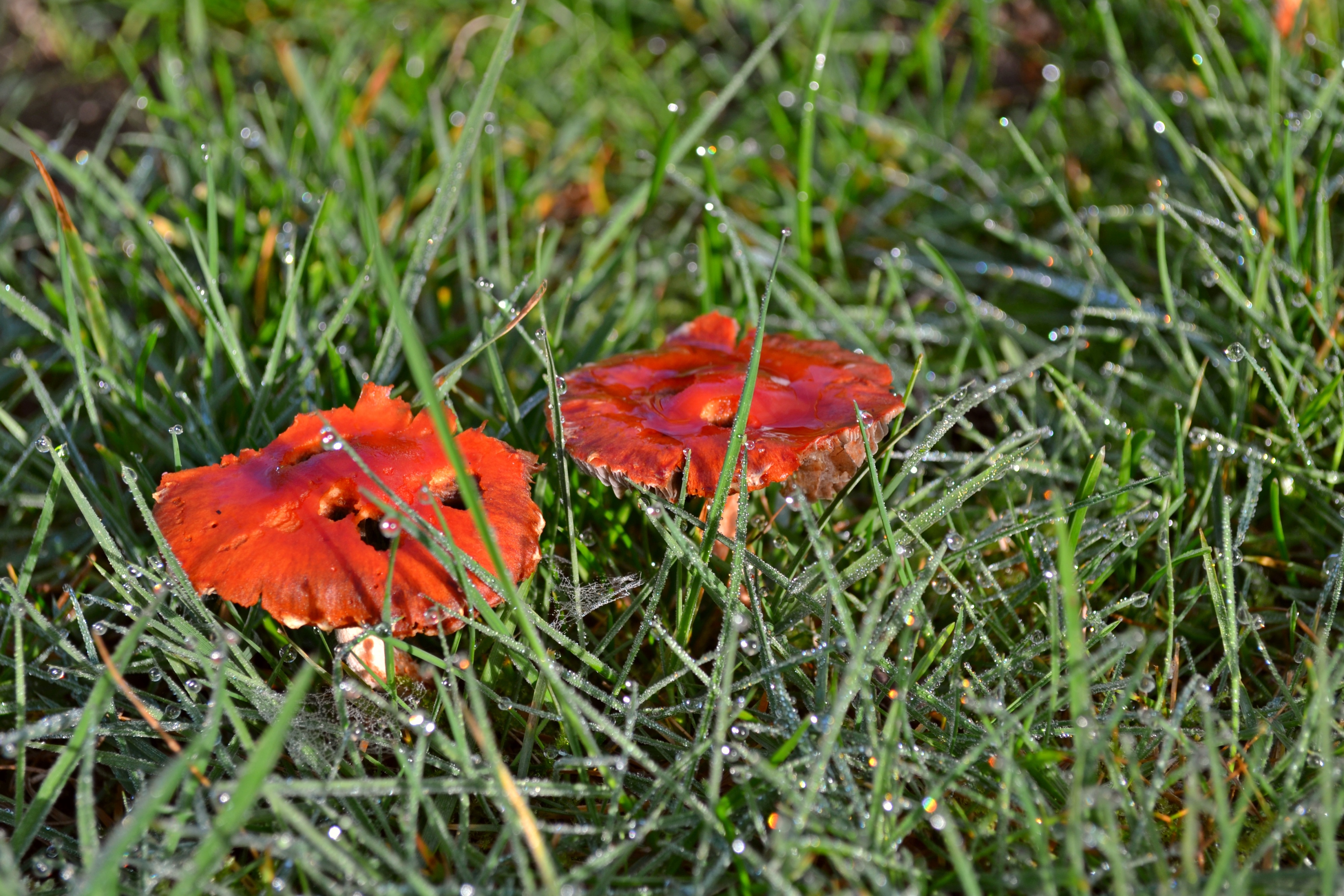 Соленые красные грибы. Гриб красная паутина. Ранние грибы красные. Грибы красного цвета по осени.