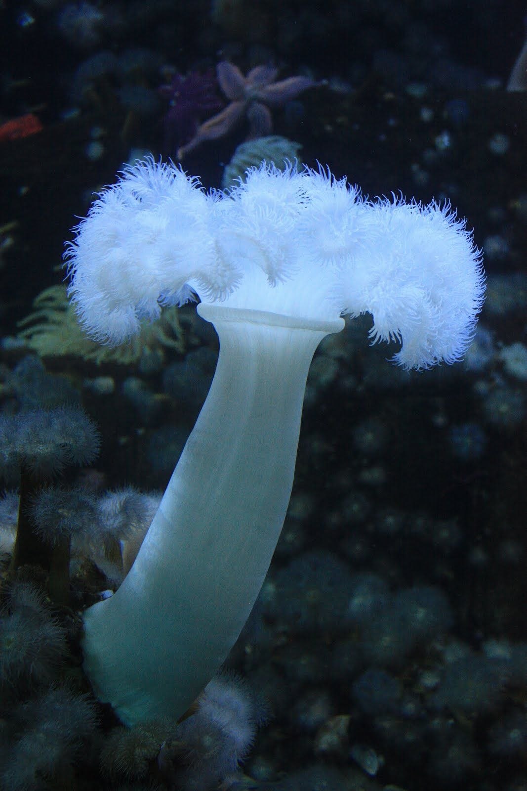 Где найти морской гриб геншин импакт