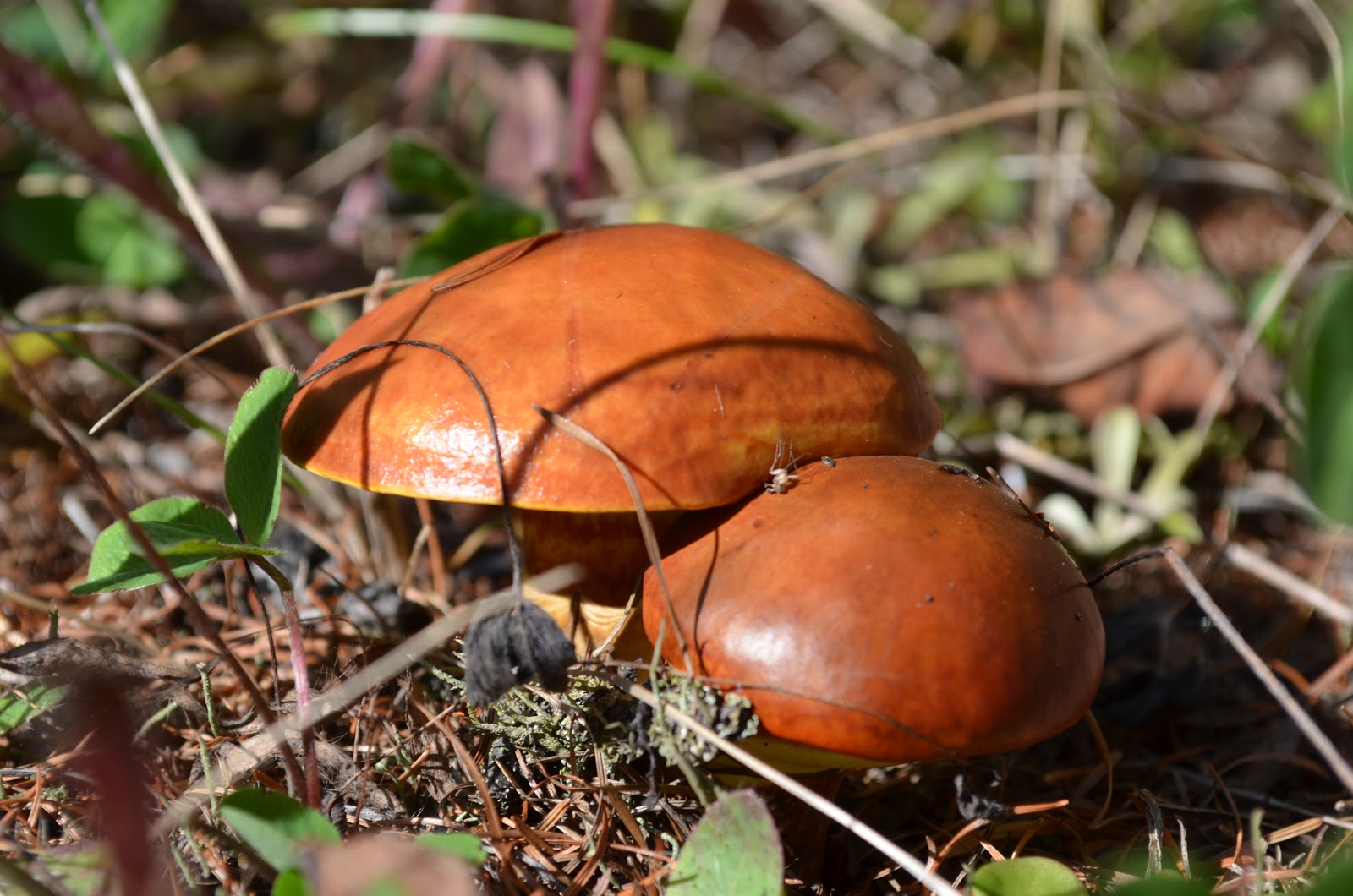 Съедобные грибы Сахалина