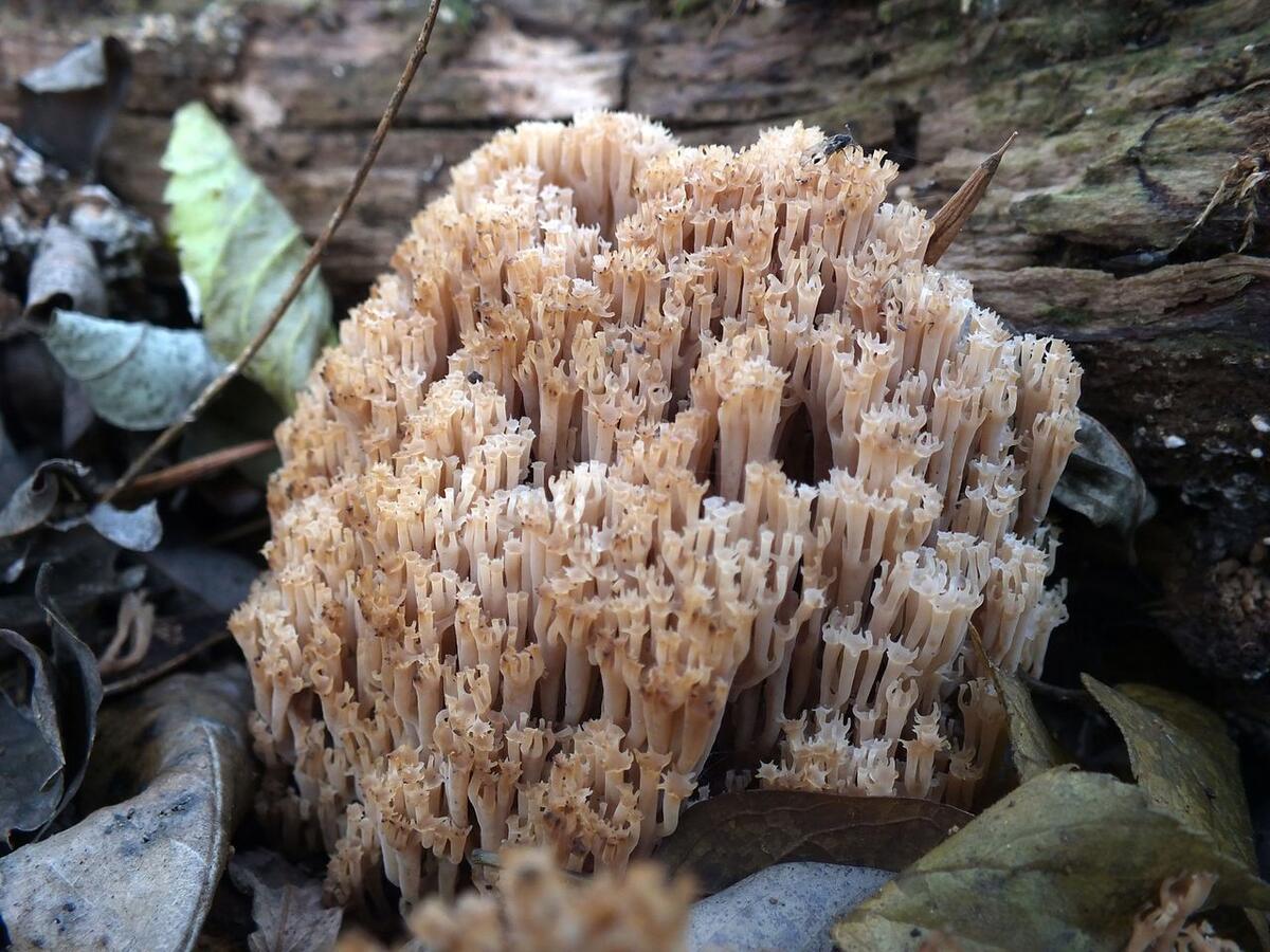 Ушки грибы фото в средней полосе
