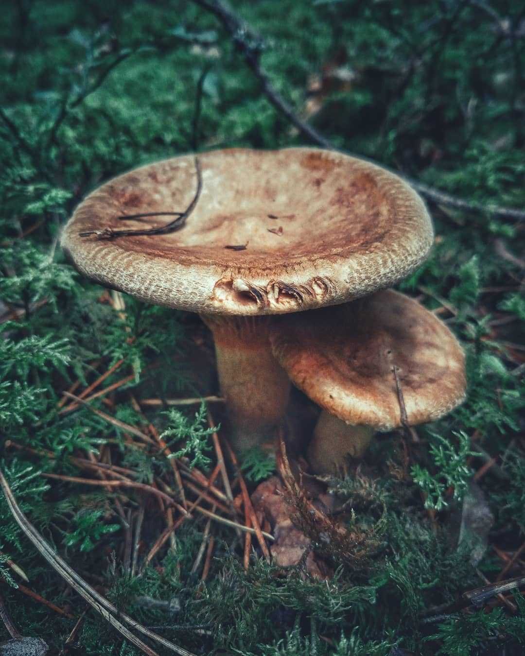 Фото фетюха гриб