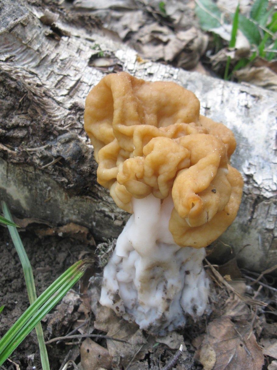Первые весенние грибы сморчки