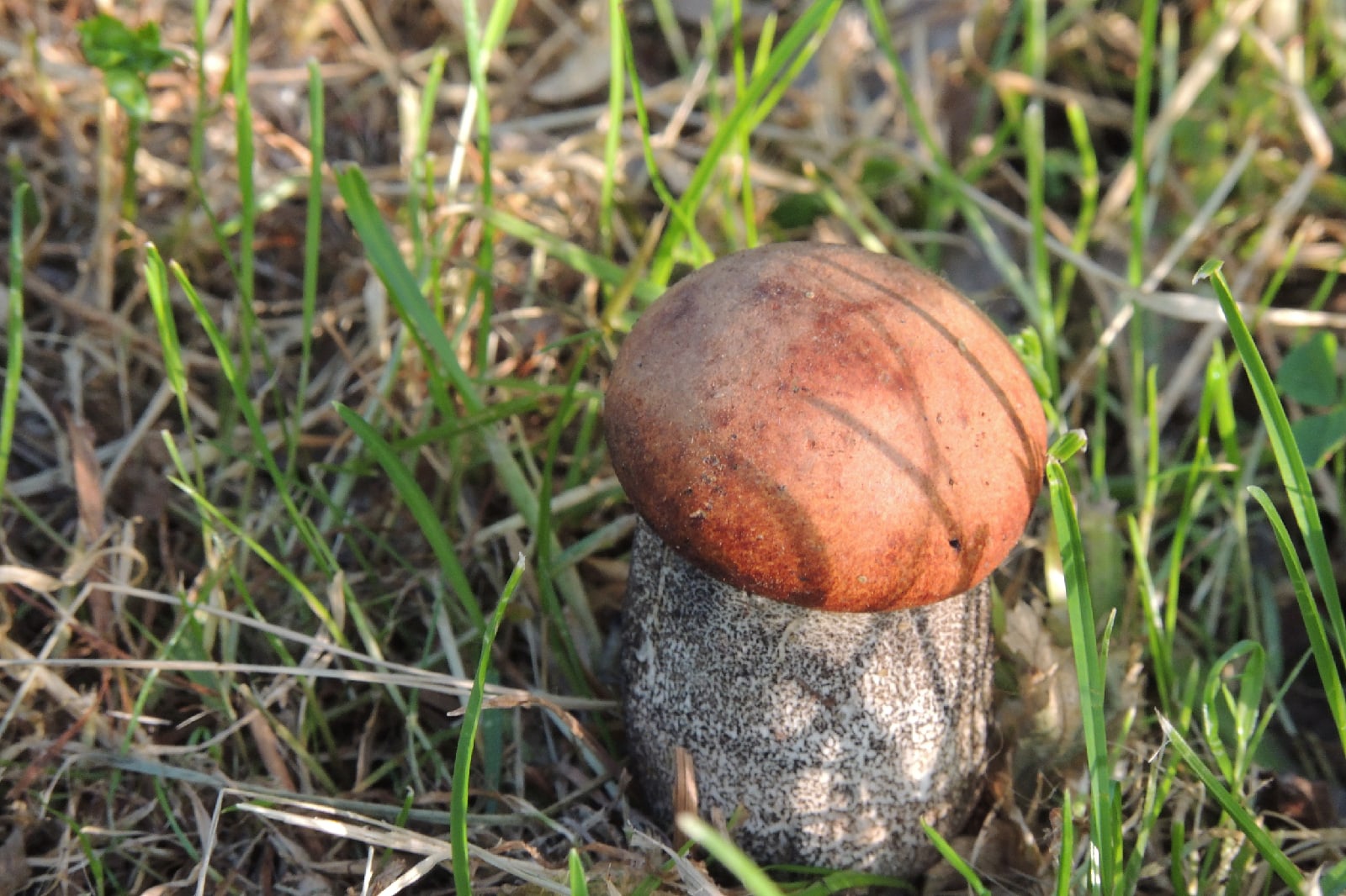Первый гриб. Гриб болотник. Гриб болотник фото. Грибы яичники моховики. Большой гриб похож на моховик.