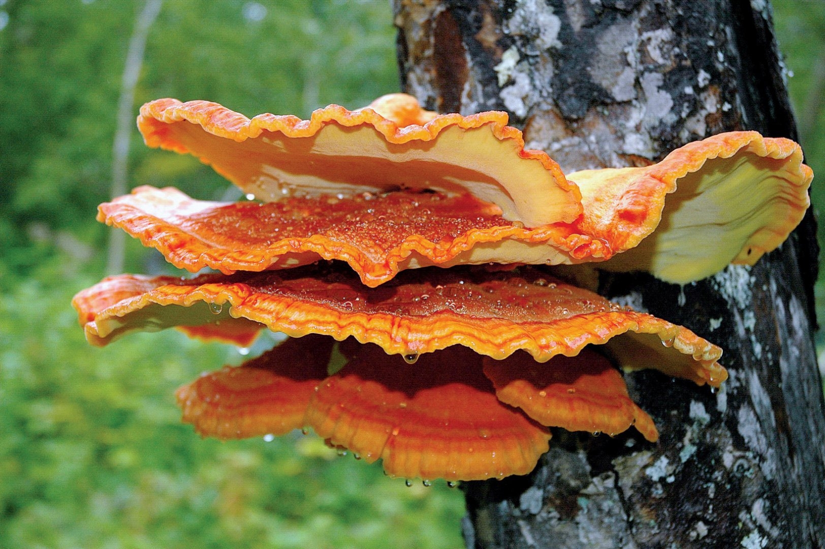 Дальневосточный древесный гриб