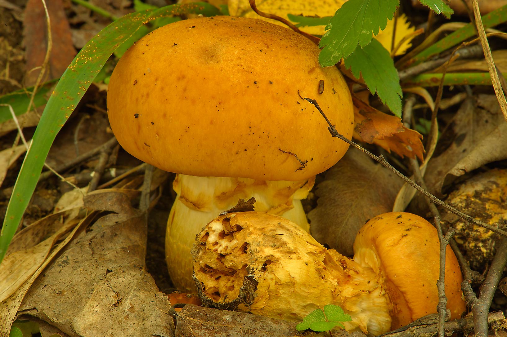 фото гриба паутинник желтый