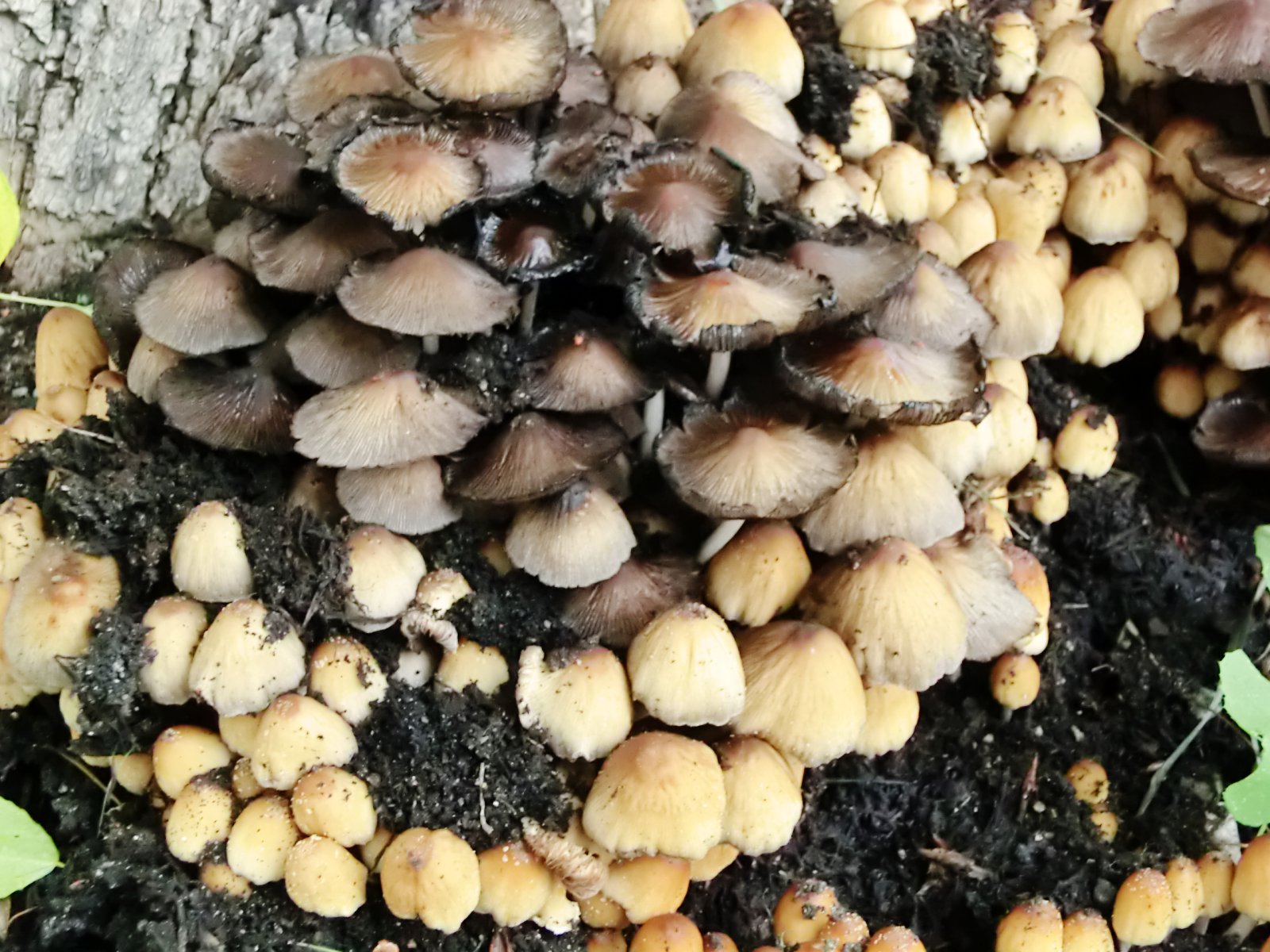 Кустовые грибы