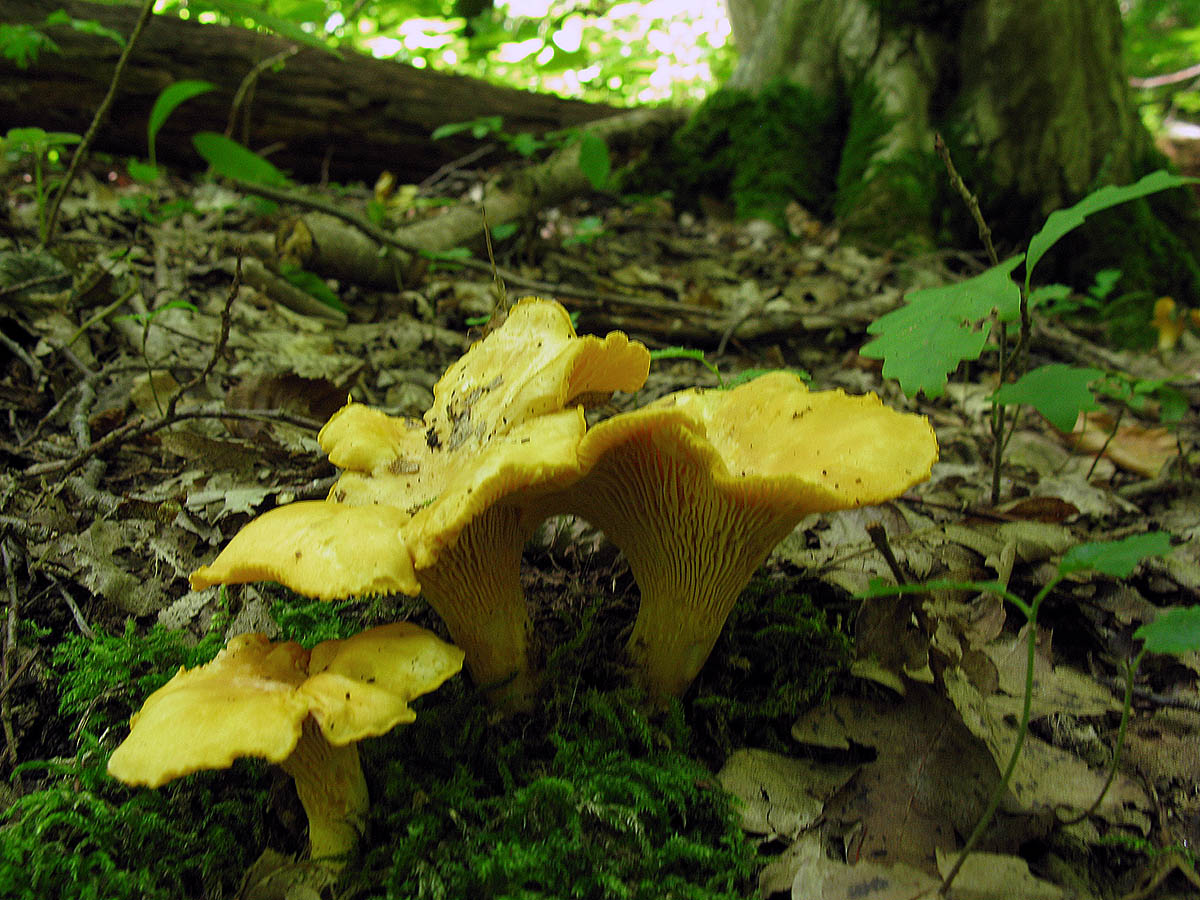 Ядовитые грибы Ставрополья