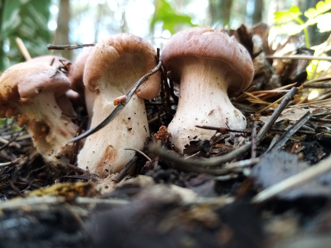 Фото грибы ставропольского края фото