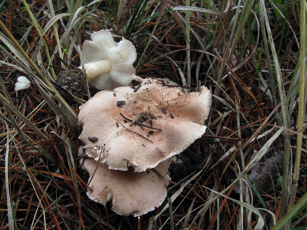 Ядовитые грибы саратовской области фото и название