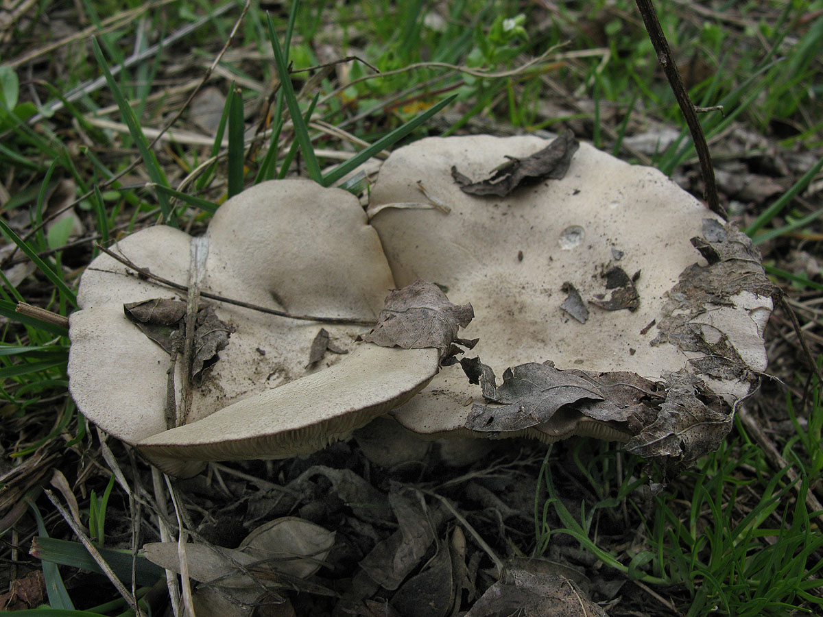 Съедобные грибы краснодарского края фото и описание весной