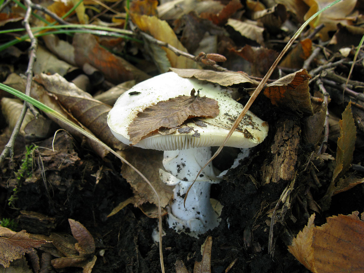 Фото грибы ставропольского края фото