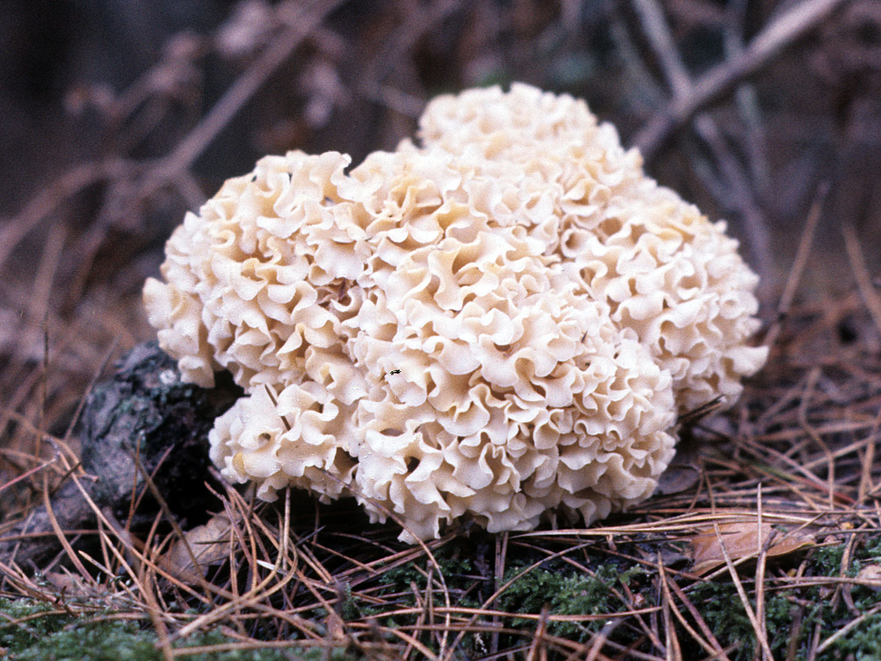 Кудрявый гриб фото