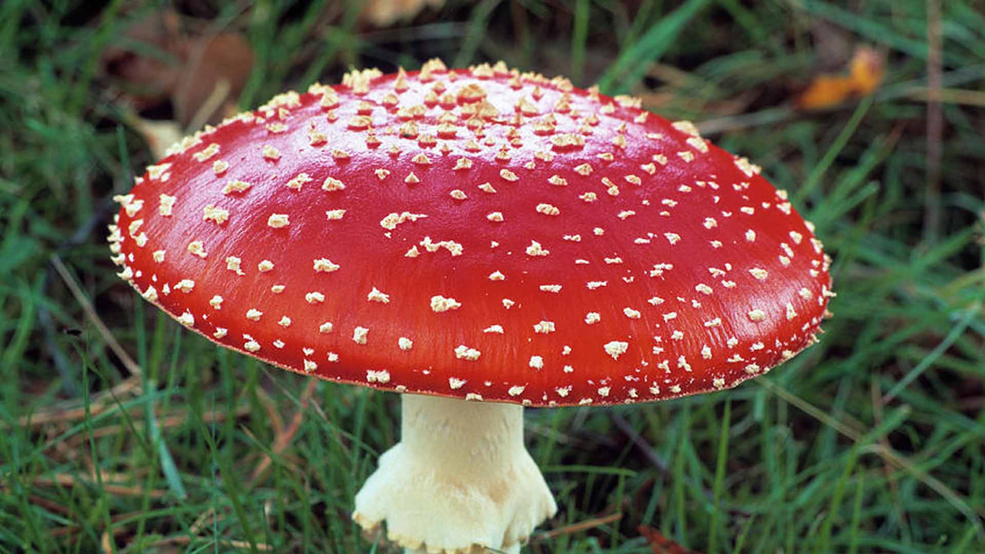 фото ядовитых грибов и их названия