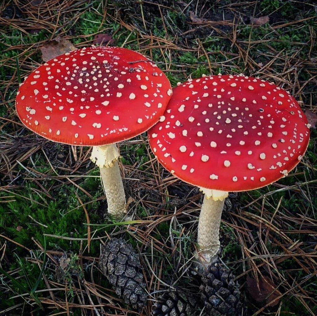 Опасные грибы мухомор красный