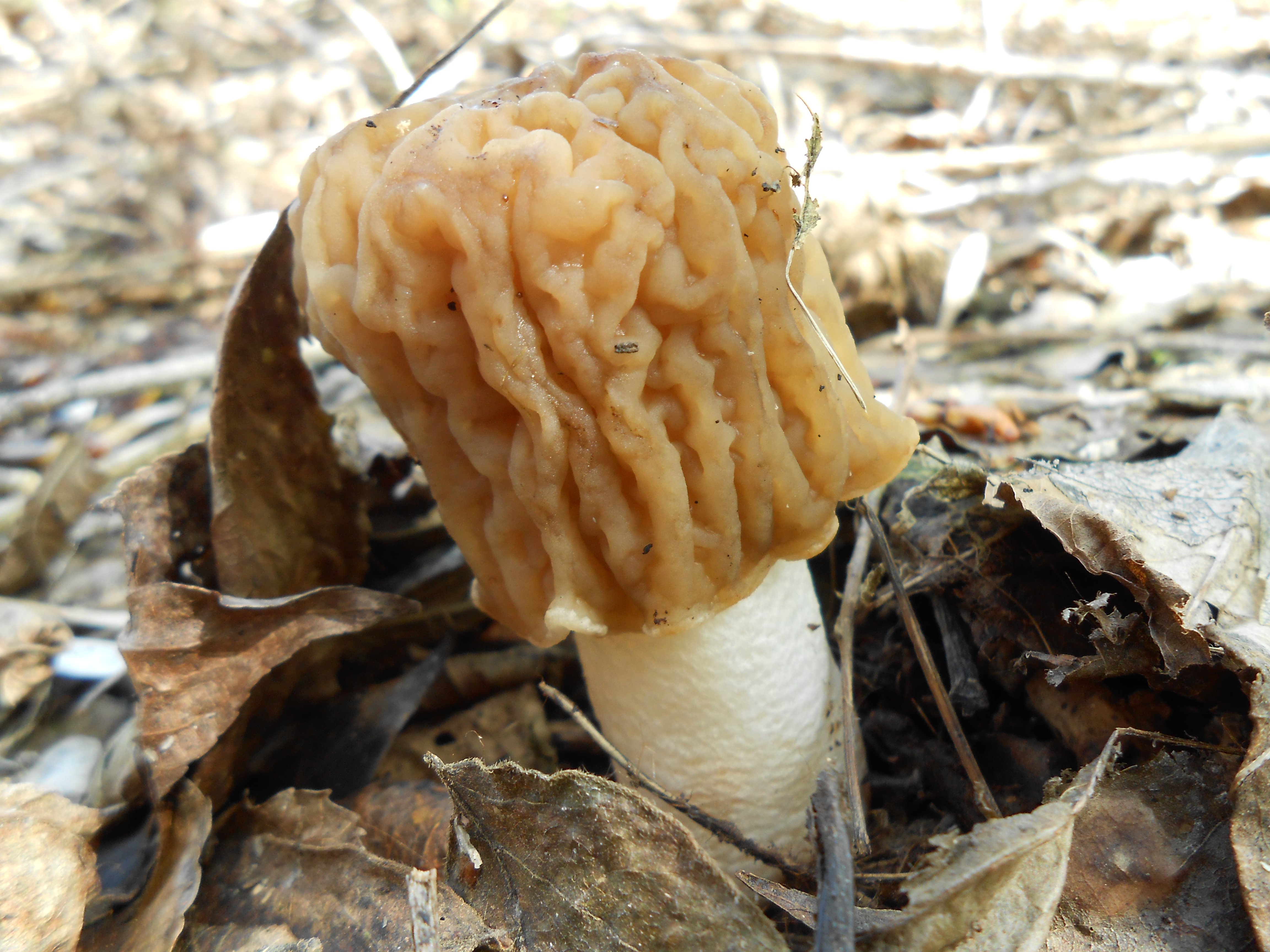 Первый гриб весной название. Сморчки грибы. Сморчковая шапочка гриб. Сморчки весенние. Сморчок Луговой.