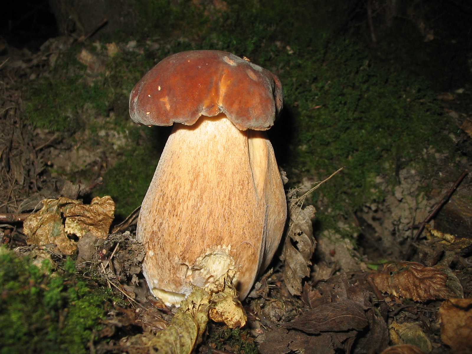 виды белых грибов и их названия фото
