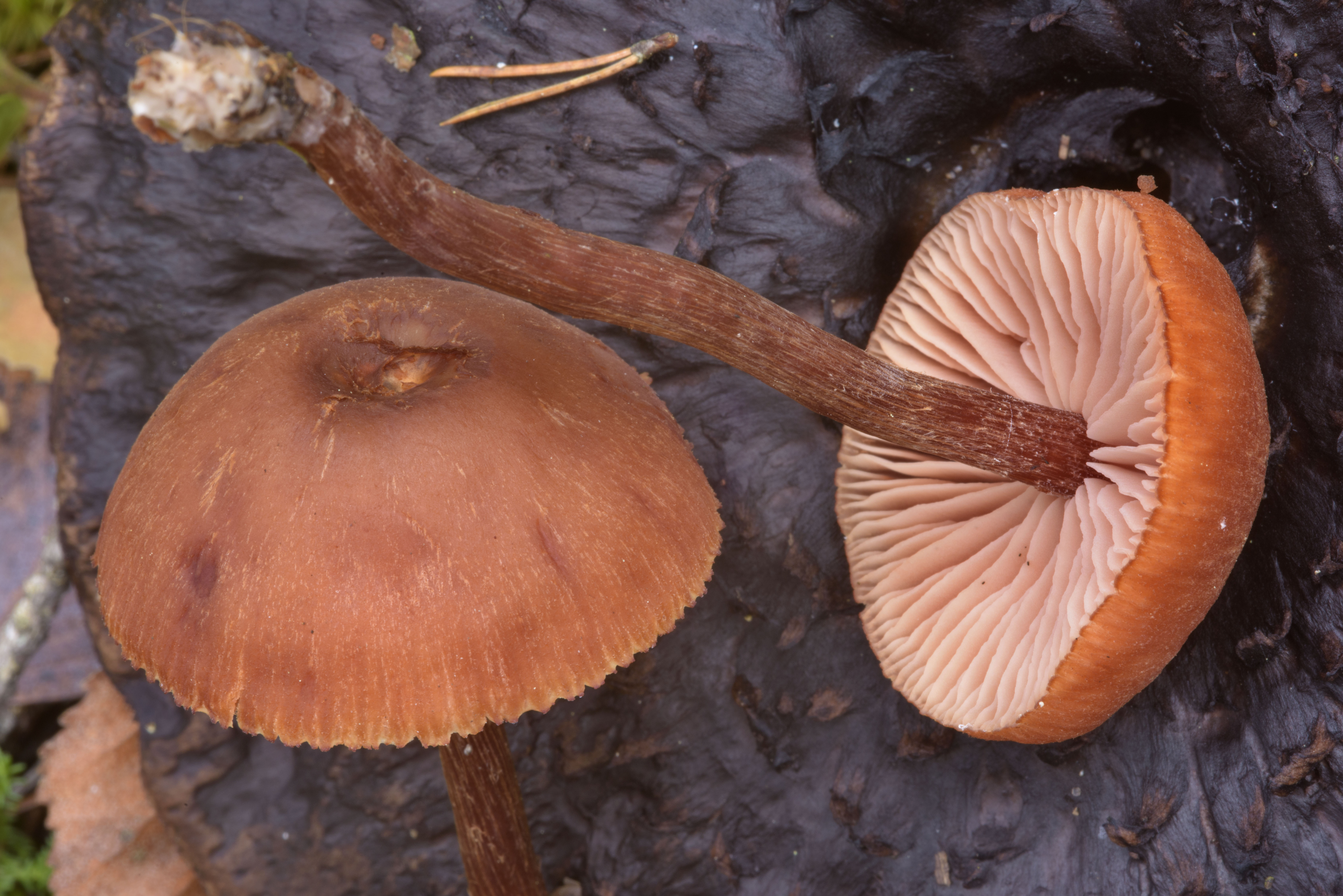Пластинчатый гриб на дереве. Laccaria proxima гриб. Опенок пластинчатый гриб. Коричневый гриб. Гриб коричневый пластинчатый.