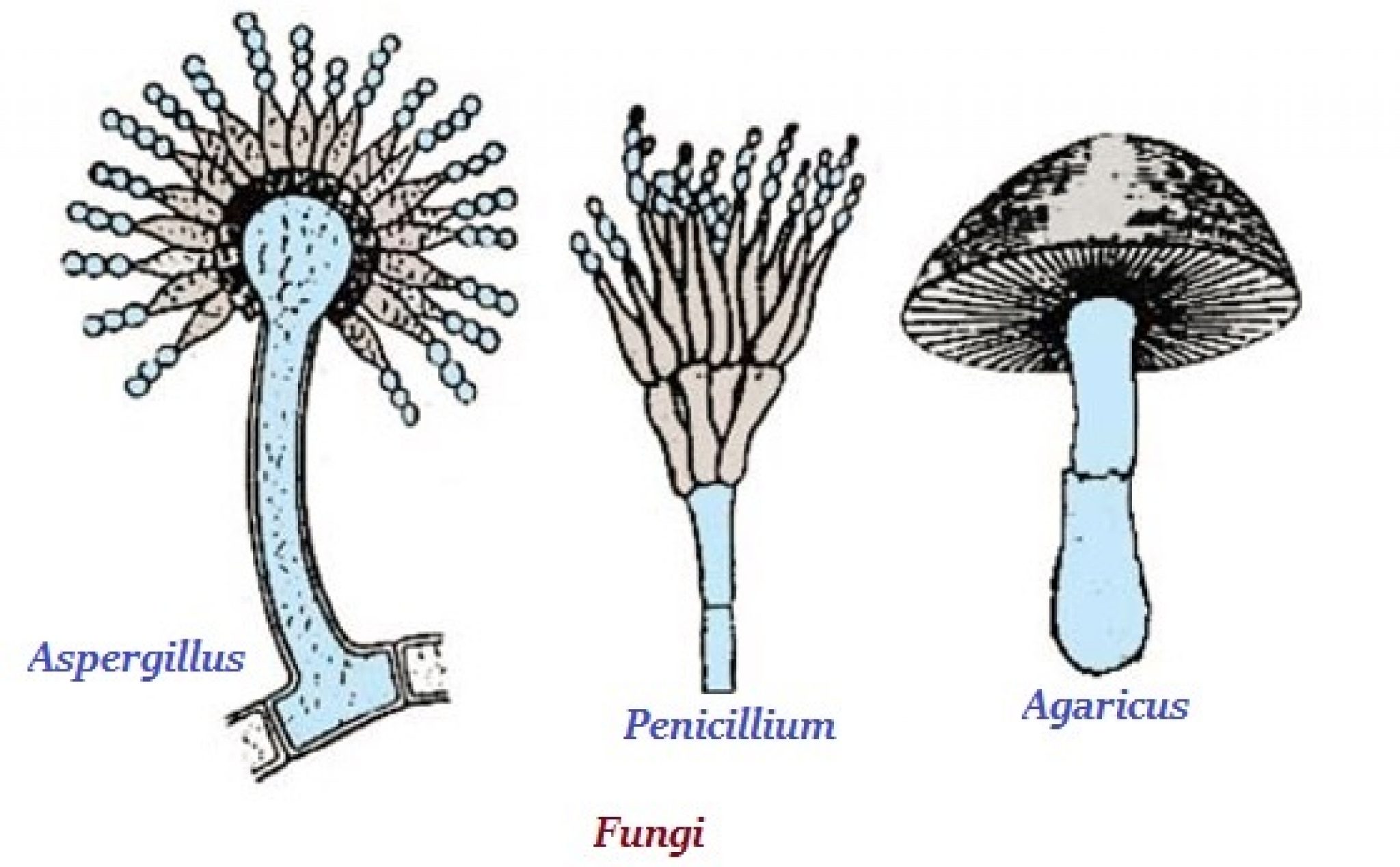 Сумчатые грибы аспергилл пеницилл