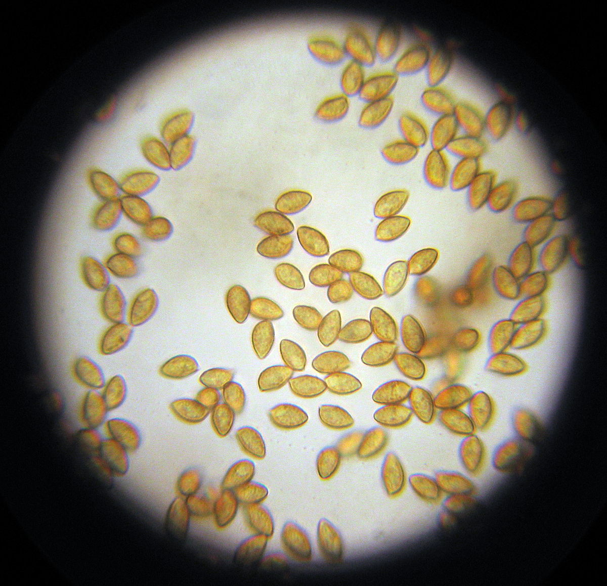 Споры грибов под микроскопом фото