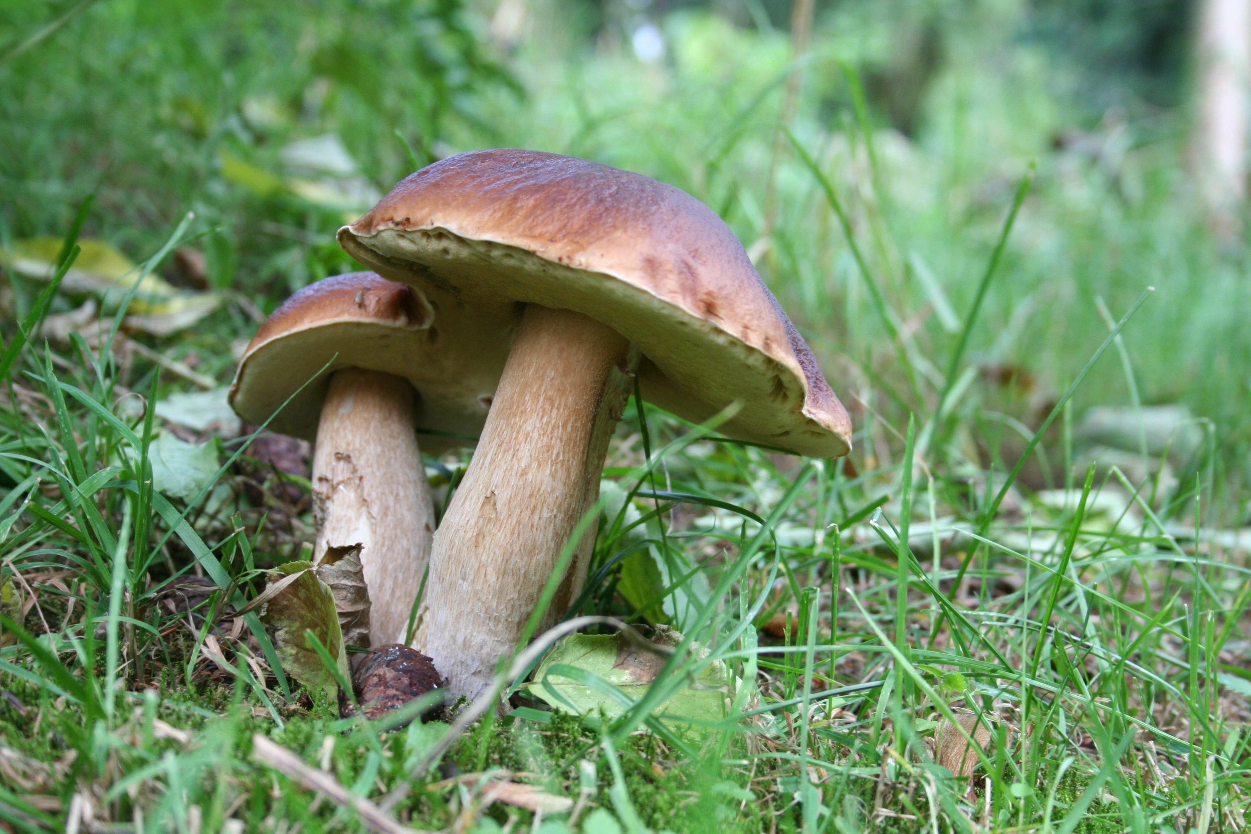 Гриб хвойная. Горчак, ложный белый гриб. Польский гриб. Лесные грибы съедобные фото. Польский белый гриб.