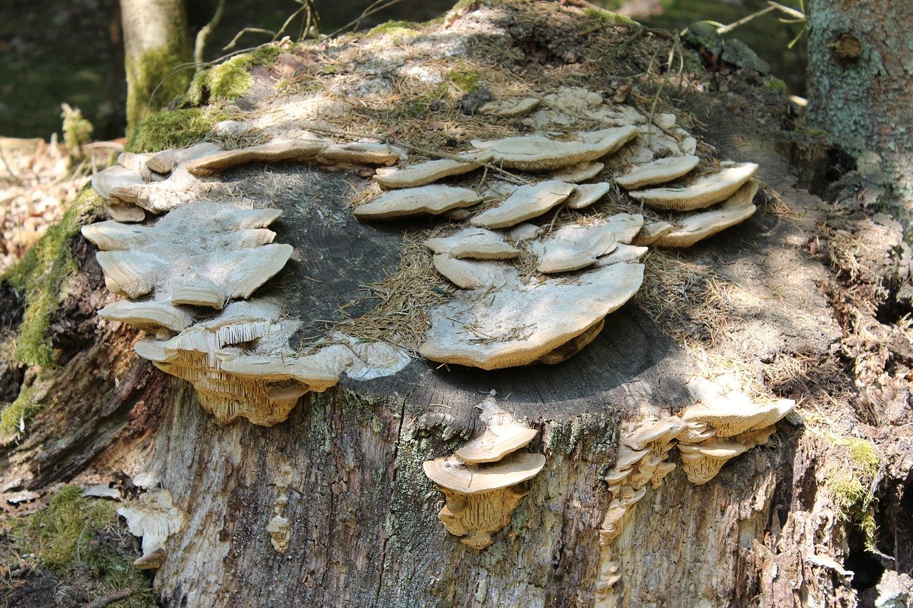 Съедобные грибы на пнях