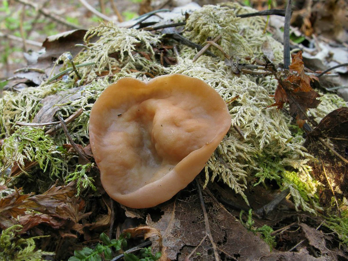 грибы кавказа фото и названия