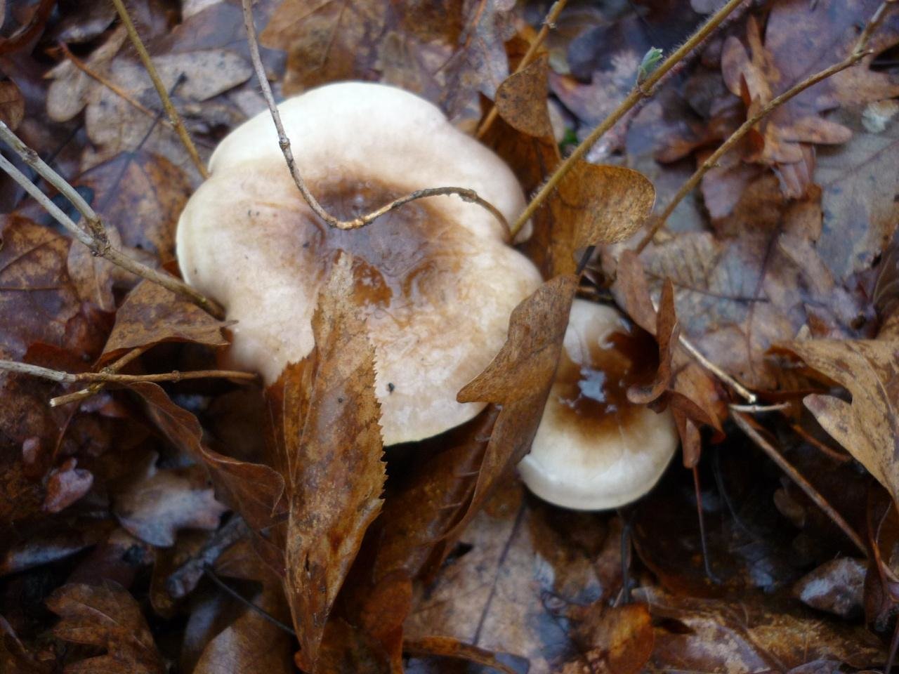 съедобные грибы горячего ключа фото