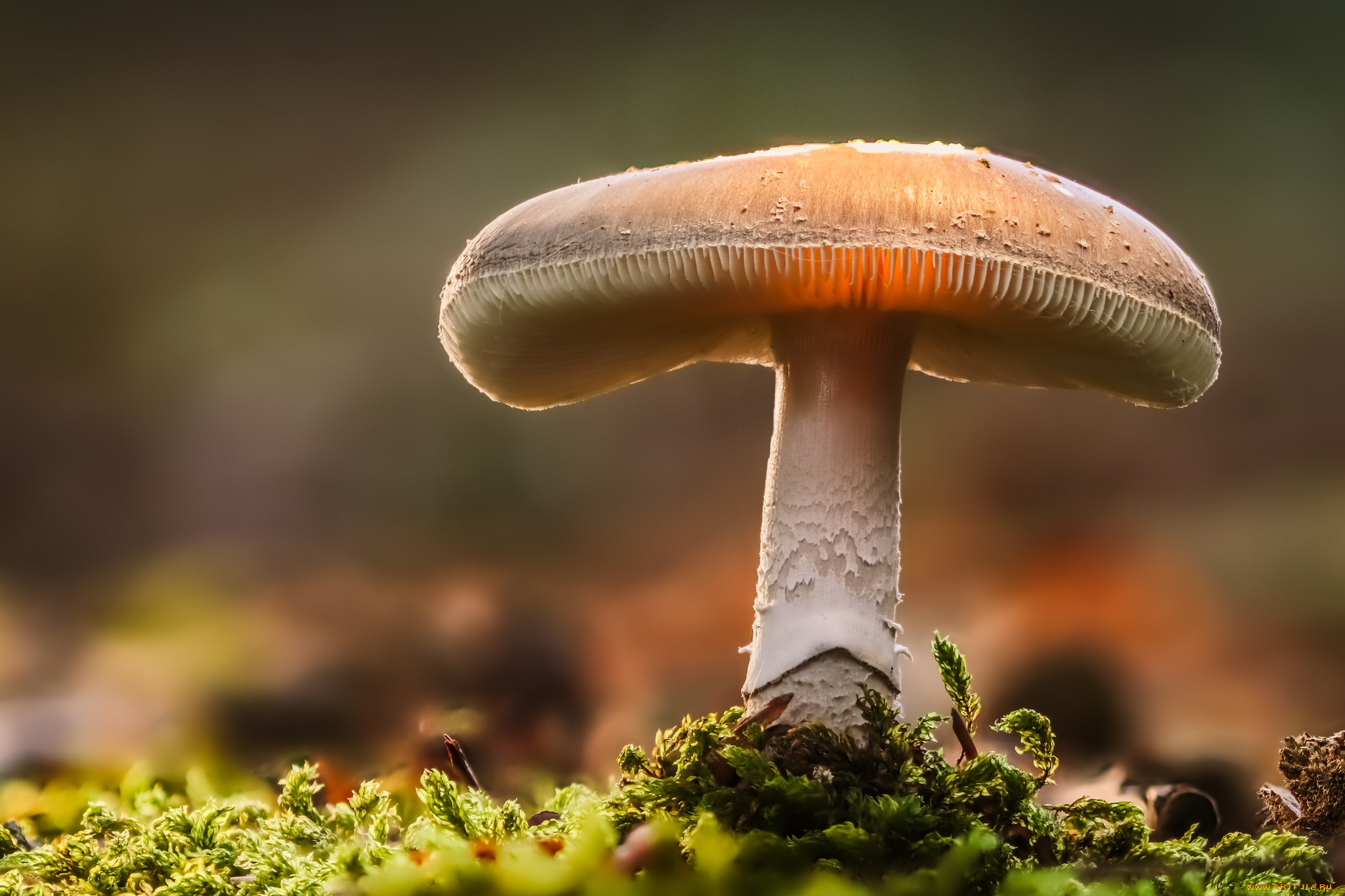 фото про грибов