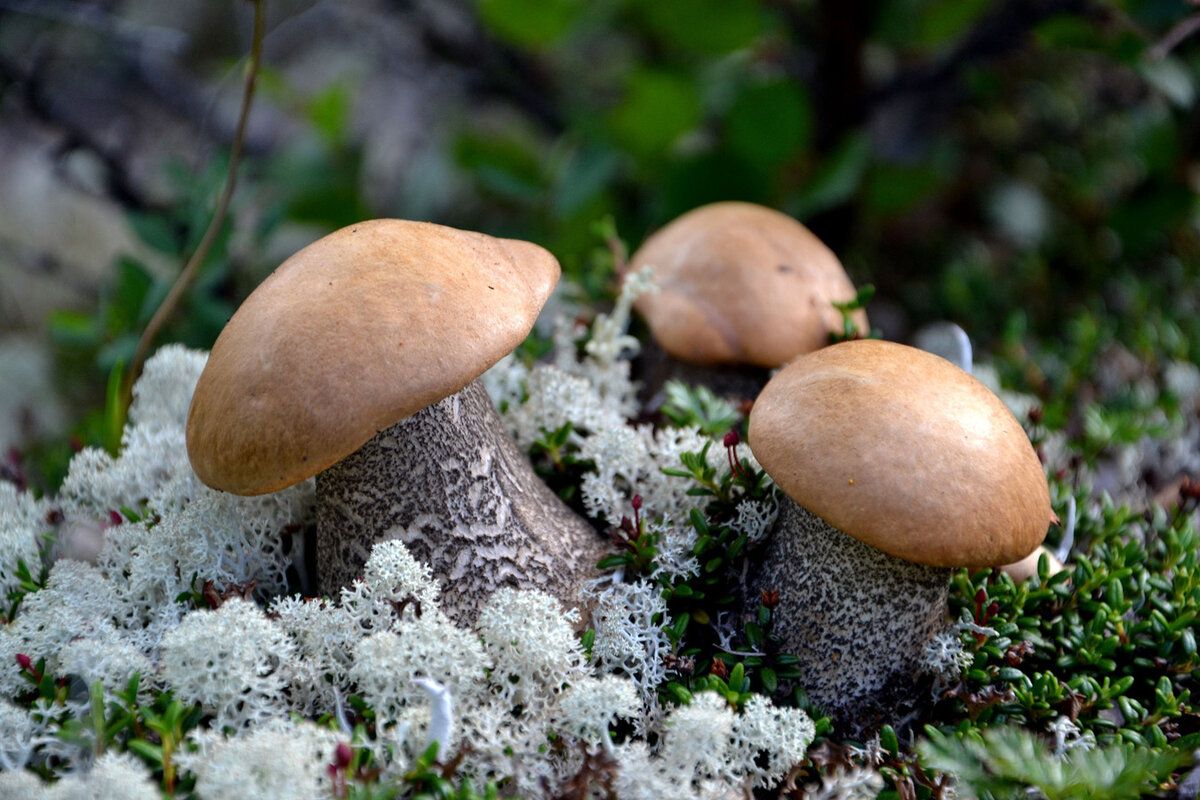 Съедобные грибы крупным планом