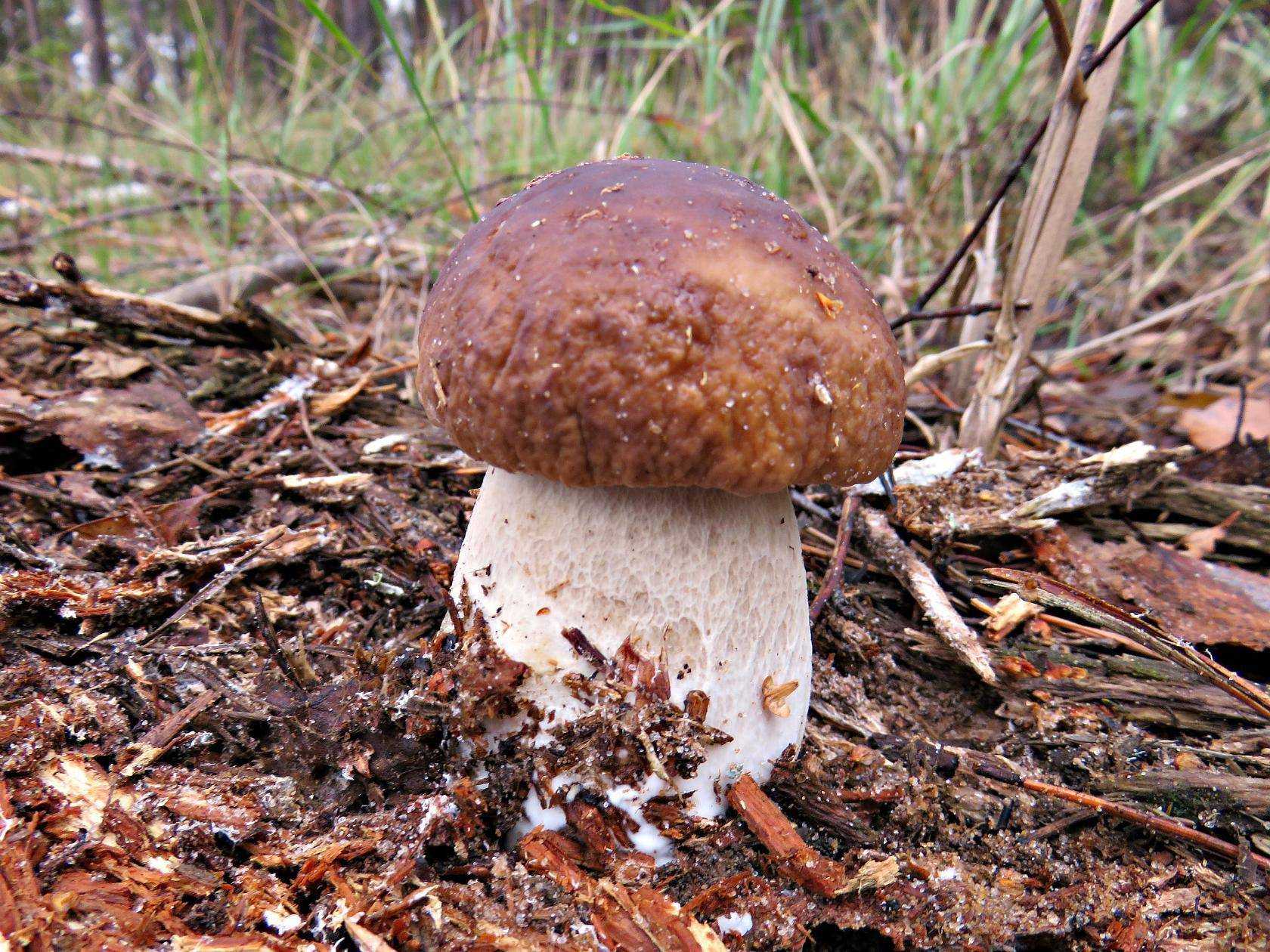 Канадский белый гриб