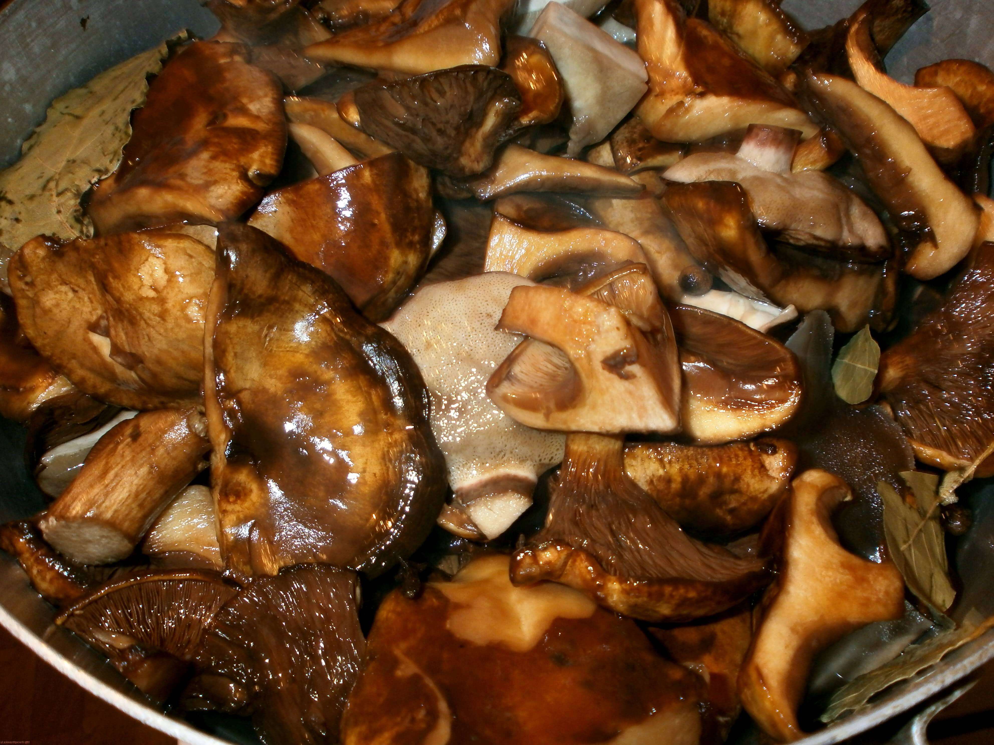 свинари грибы фото