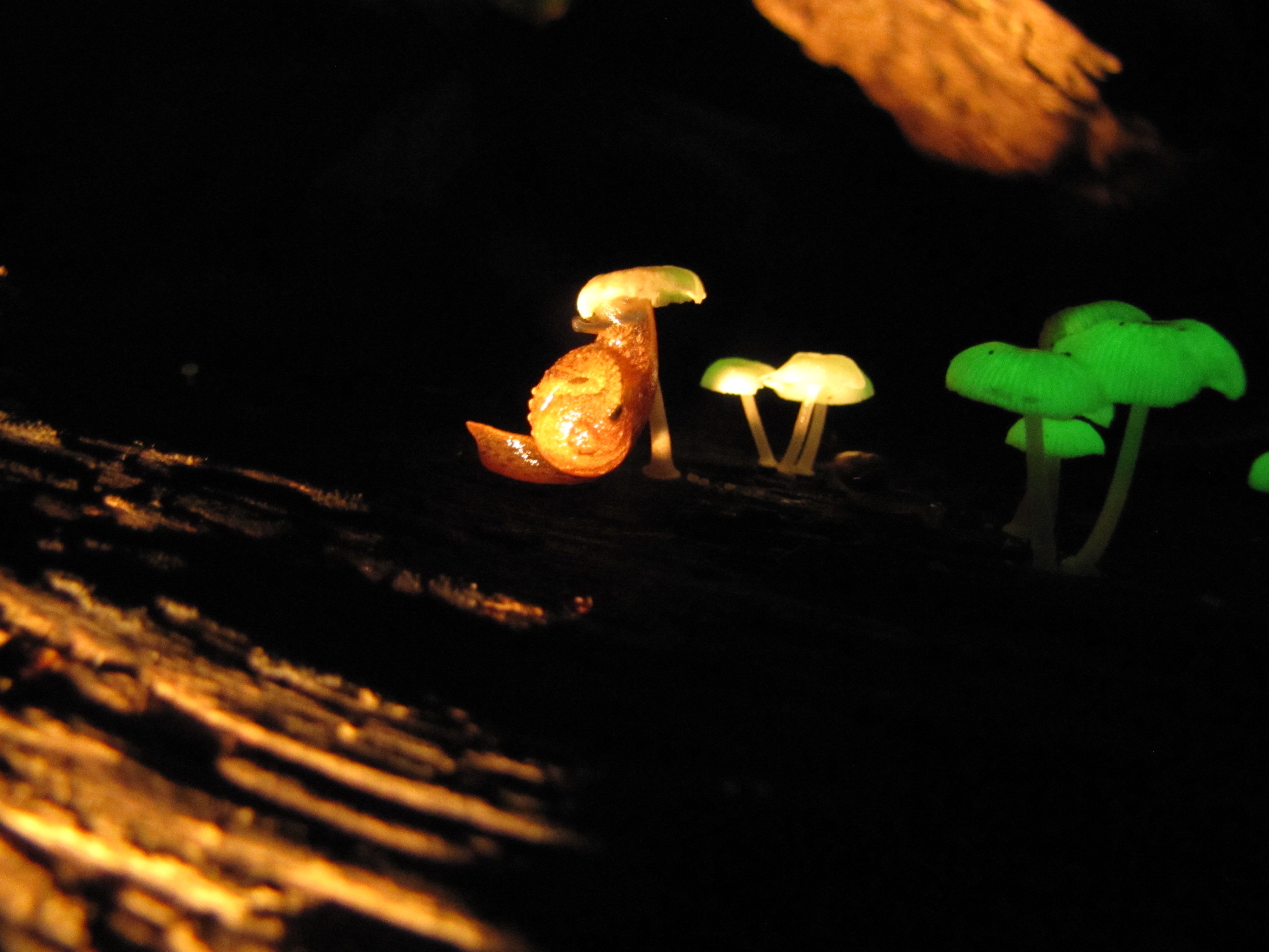 Гнилушки источник света. Мицена хлорофос. Мицена хлорофос гриб. Светящиеся грибы Mycena LUXAETERNA. Биолюминесценция опят.