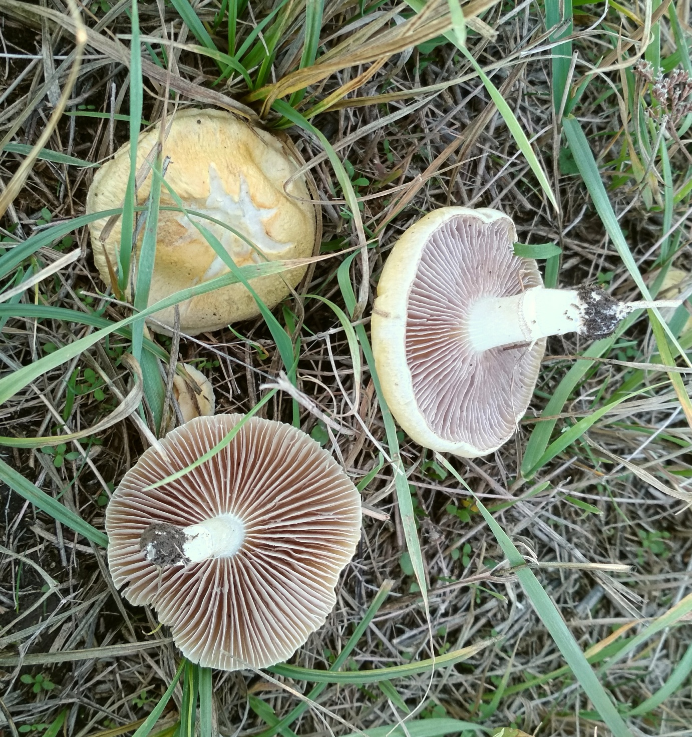 Полевые грибы Крыма