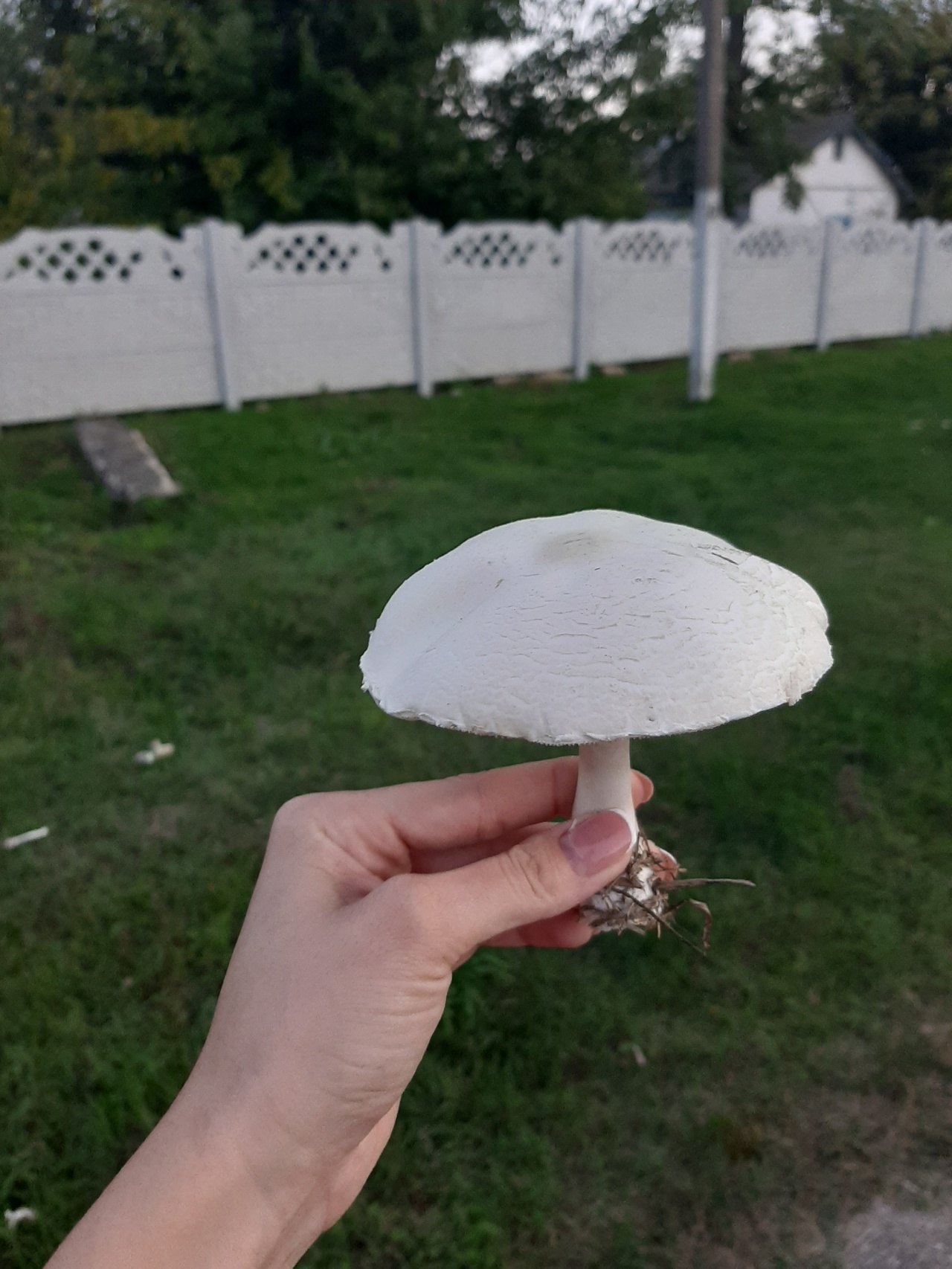 Степные грибы Крыма съедобные