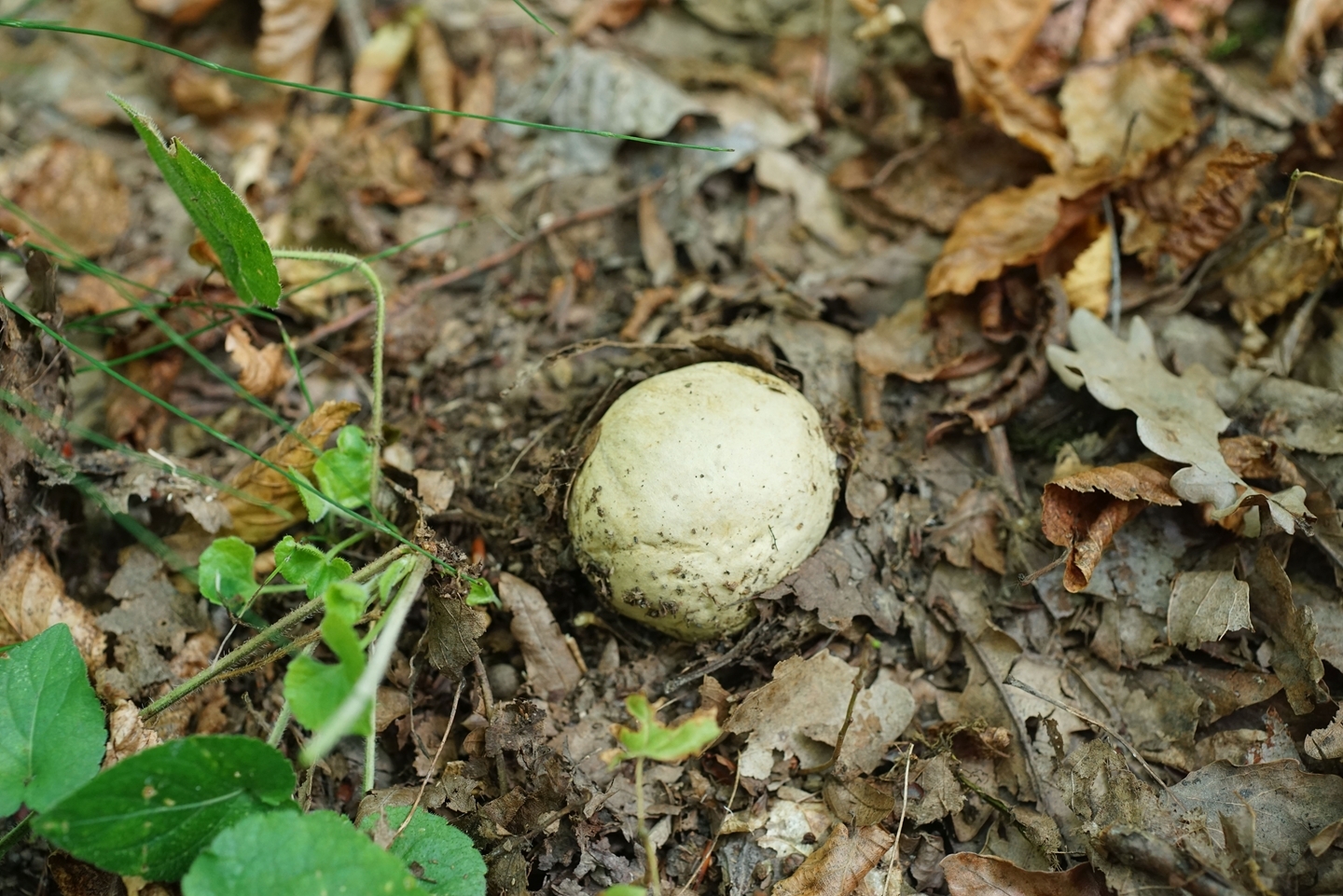 Весенние грибы в Краснодарском крае