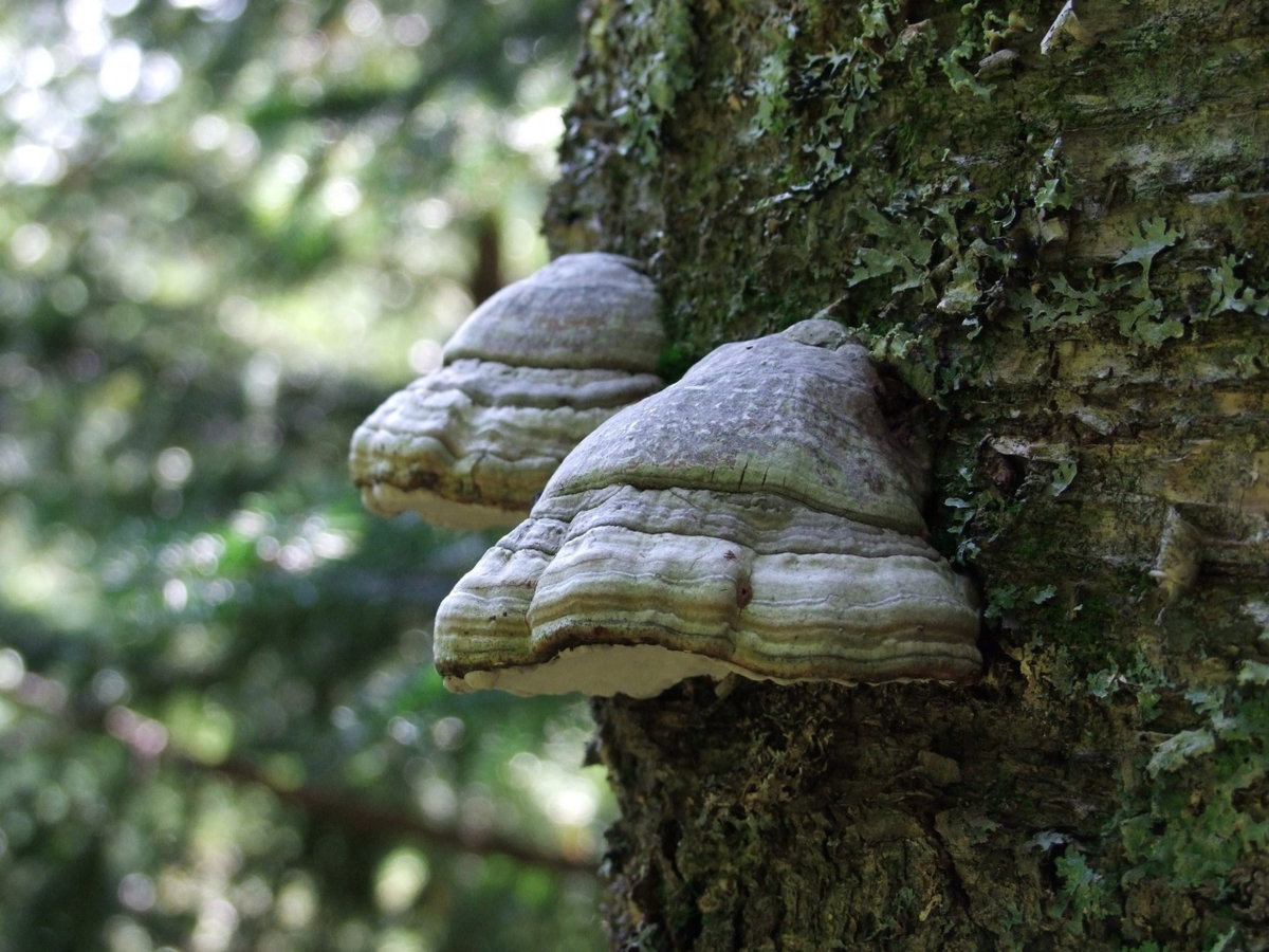 Трутовики группа грибов