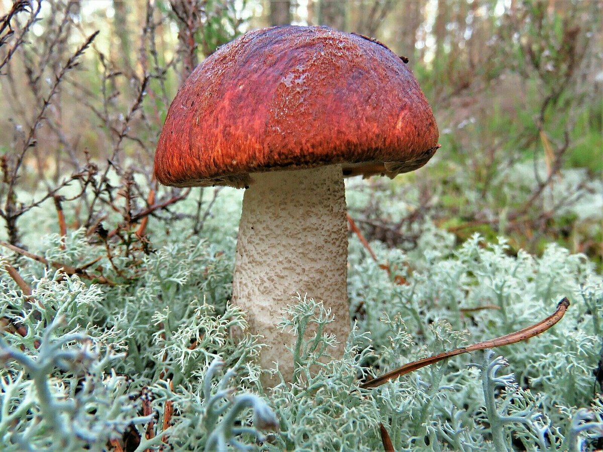 Огромный гриб подосиновик