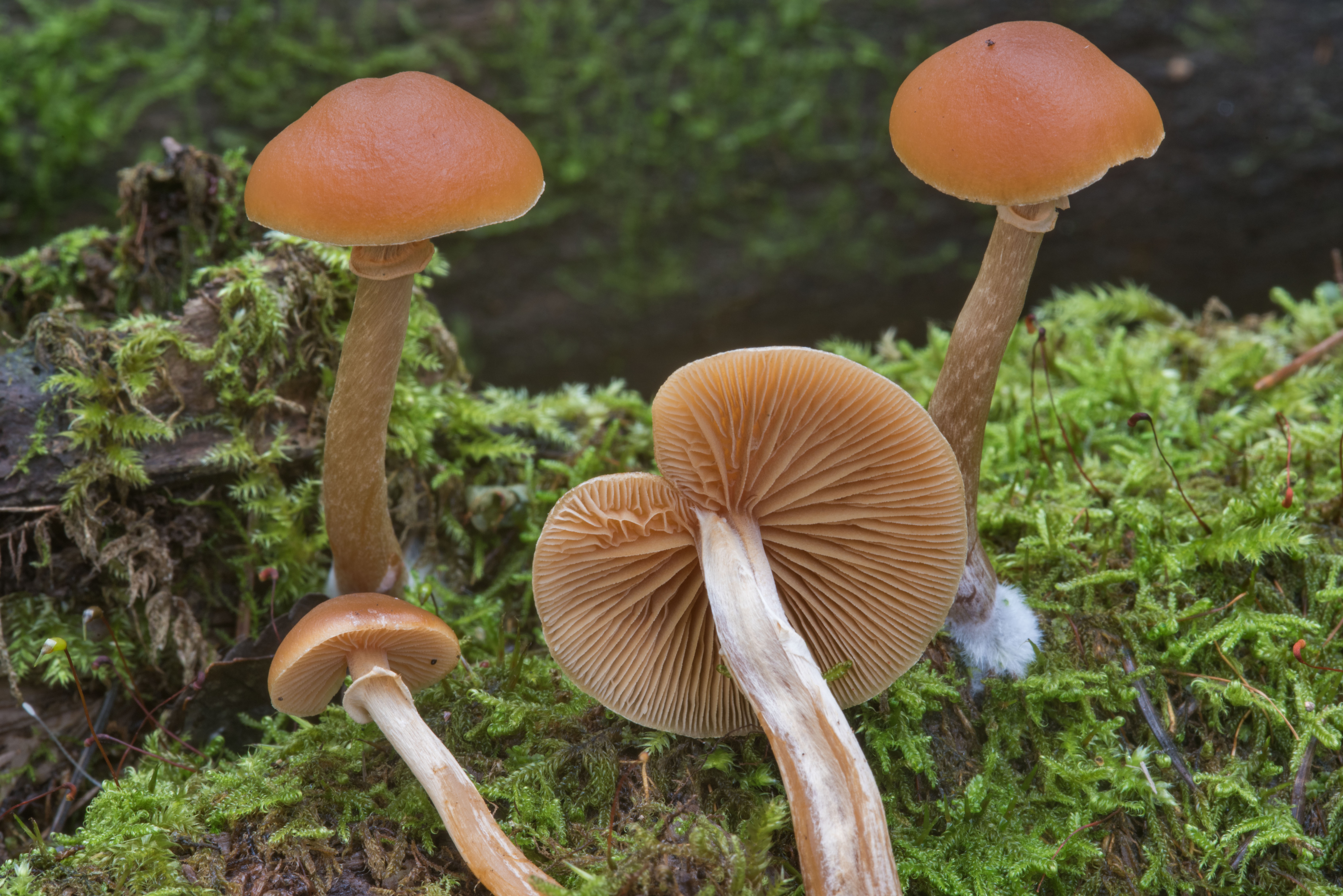 несъедобные грибы фото