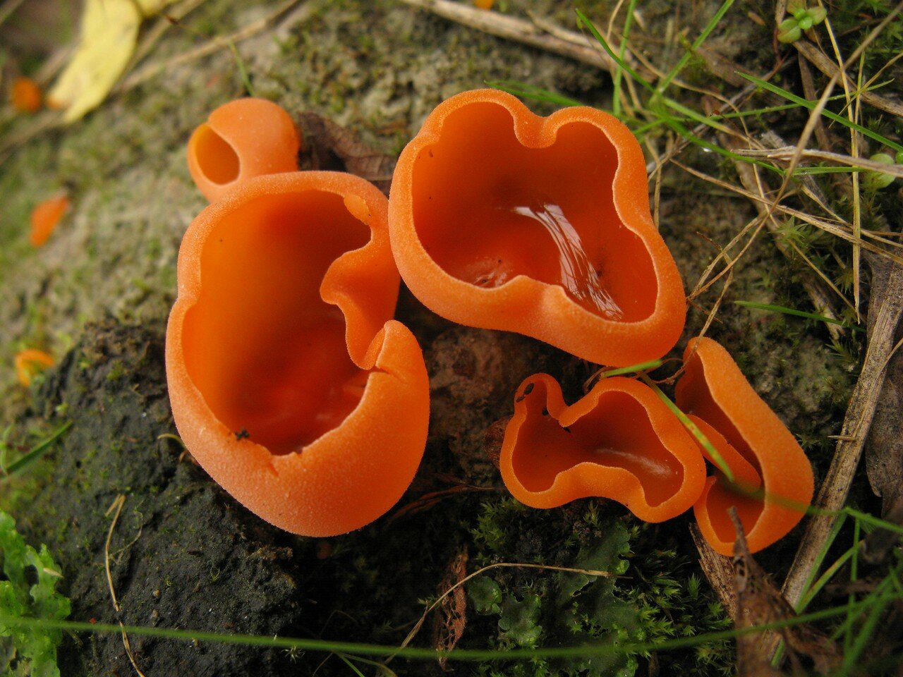 Оранжевые грибы съедобные фото и их названия