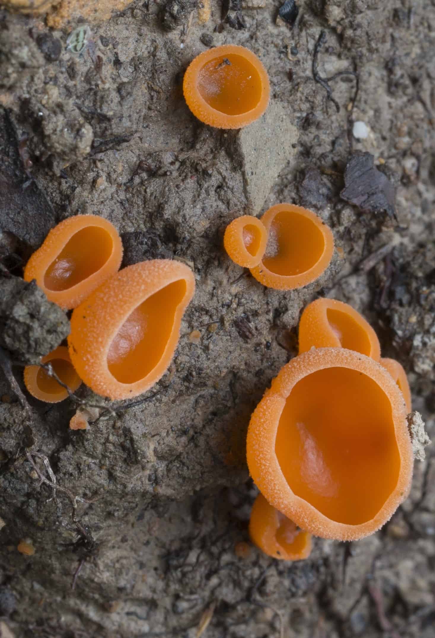 Алеврия оранжевая грибы съедобные