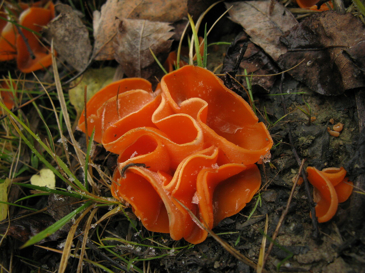 Валерия оранжевая гриб