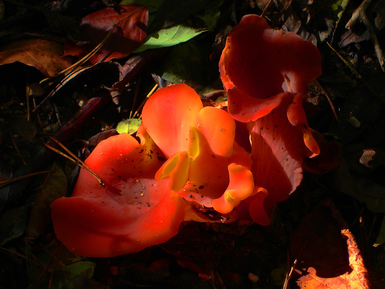 Тайский красный гриб