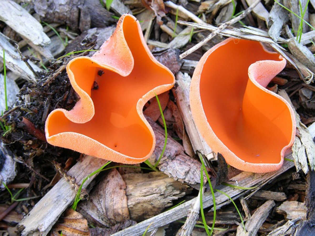 Алеврия оранжевая грибы