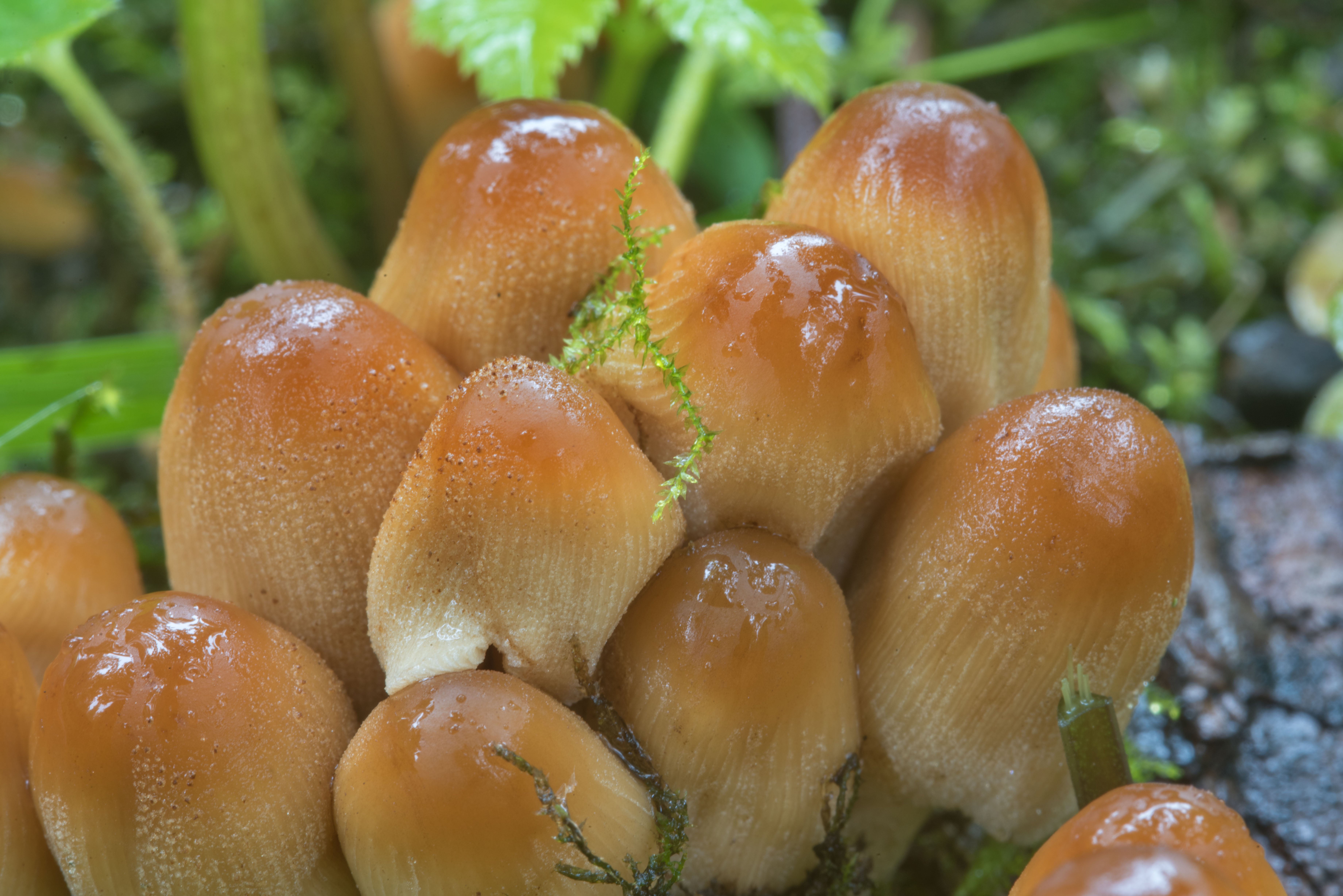 Самые популярные грибы в России