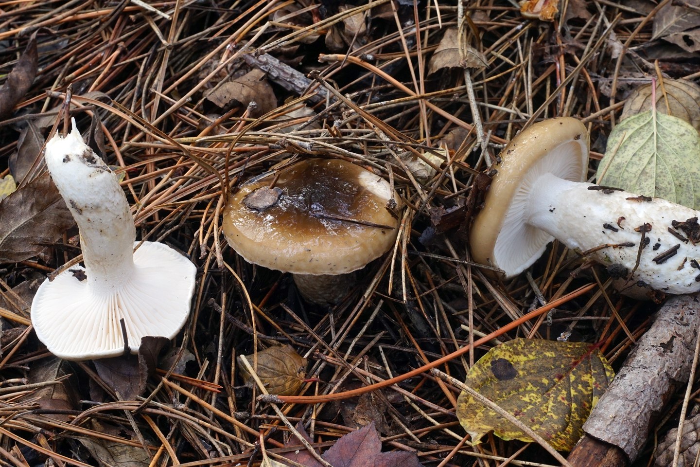Гигрофор скрывающийся гриб