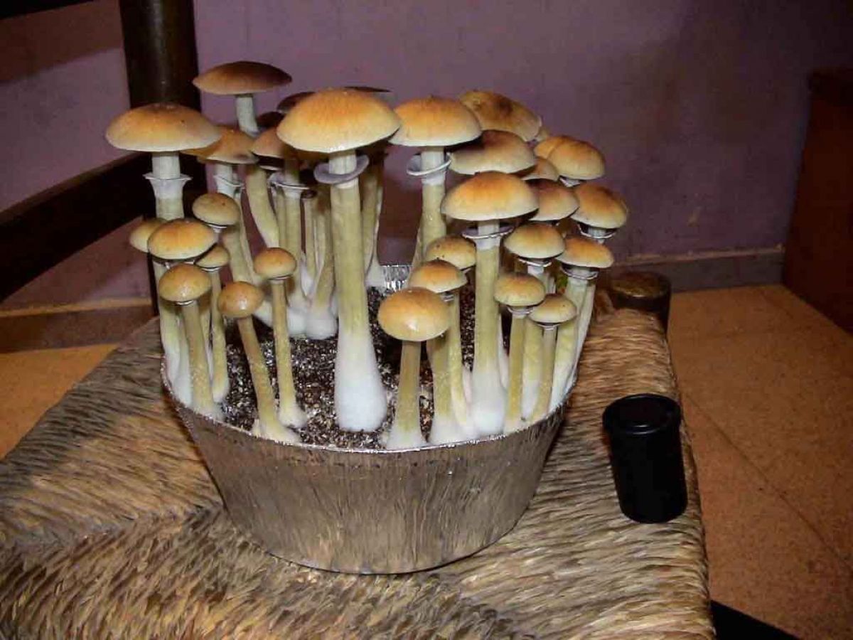 Кубенсис грибы