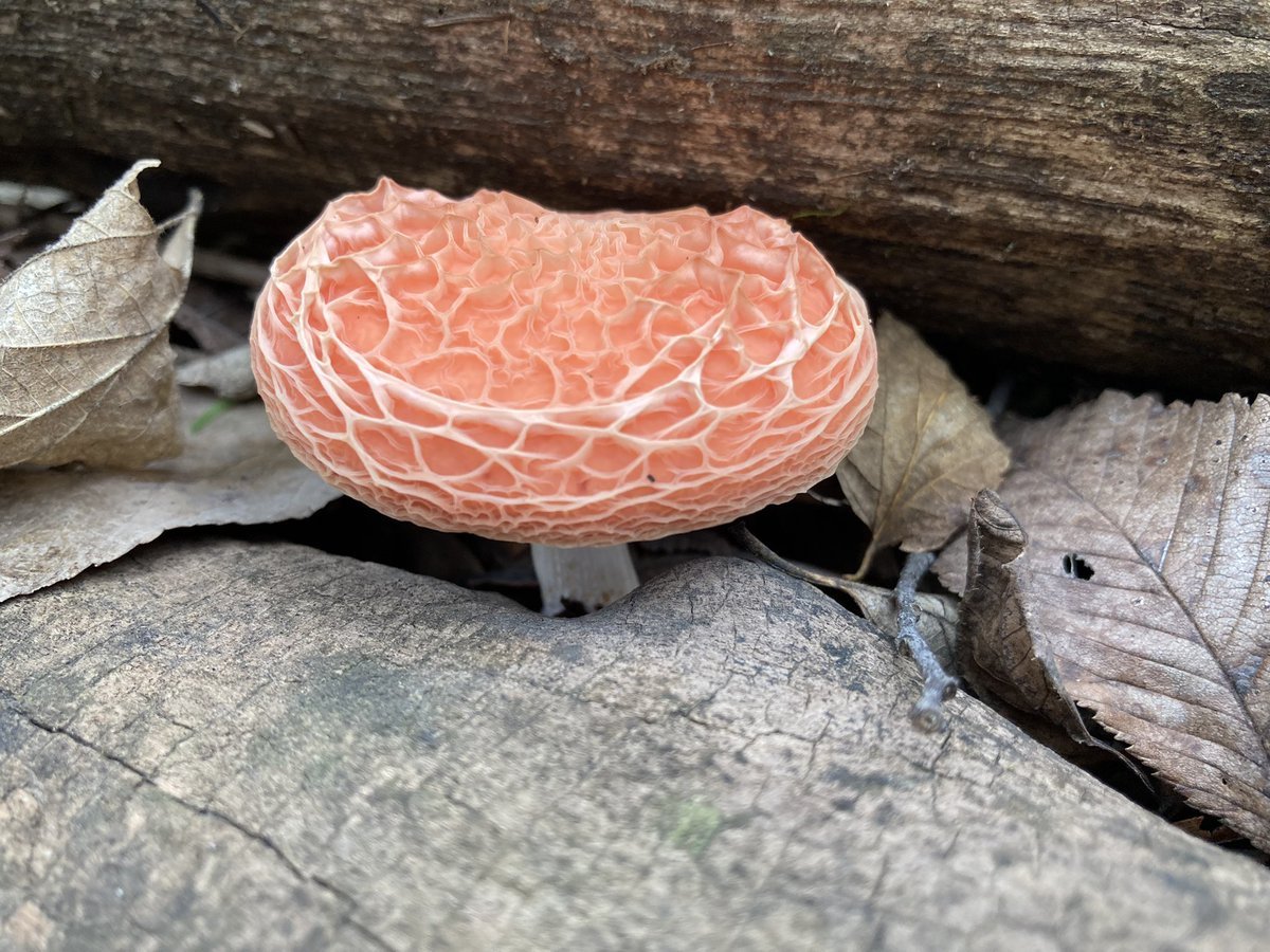 Родотус гриб персиковый морщинистый