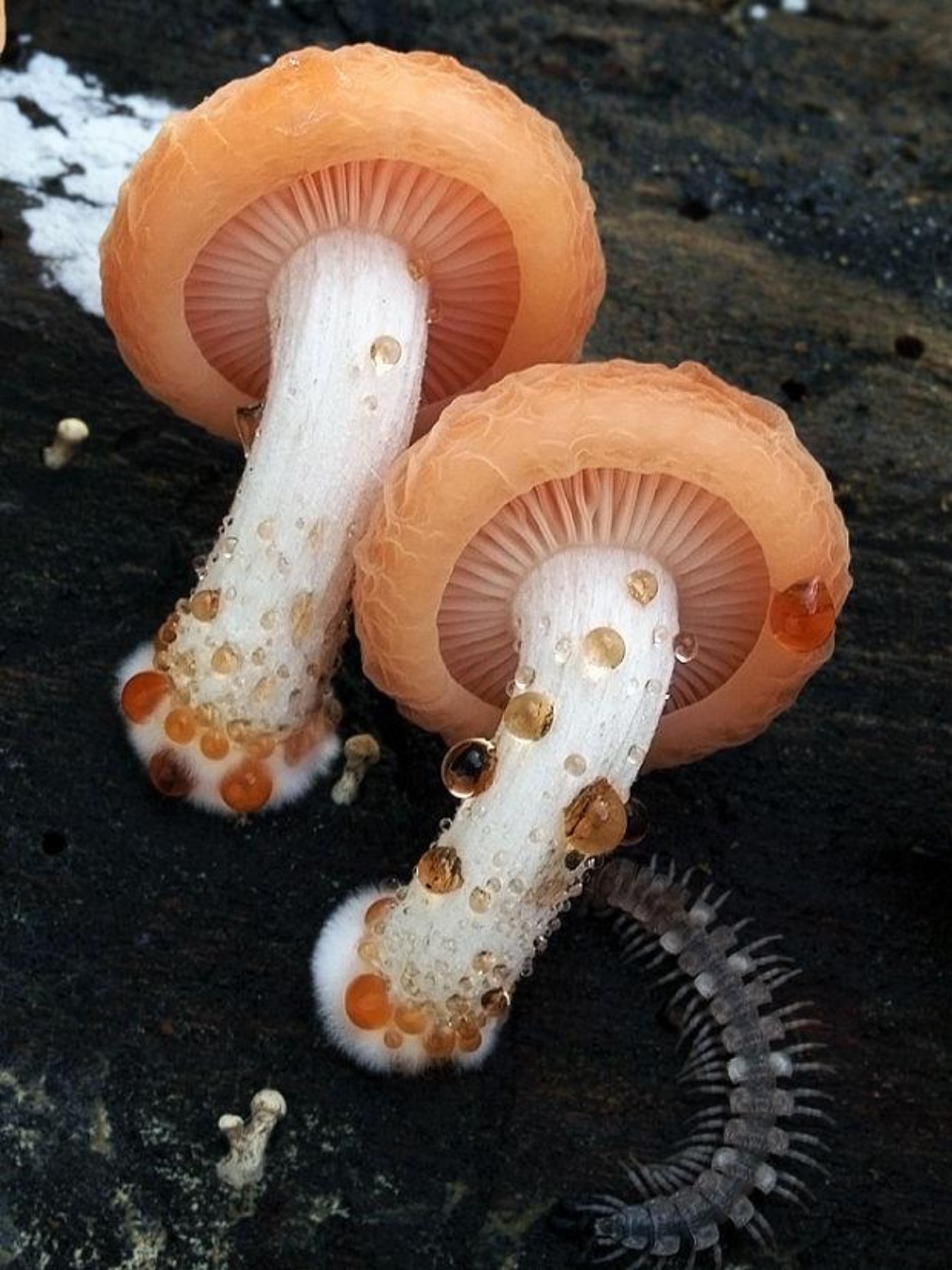 Удивительные грибы Родотус