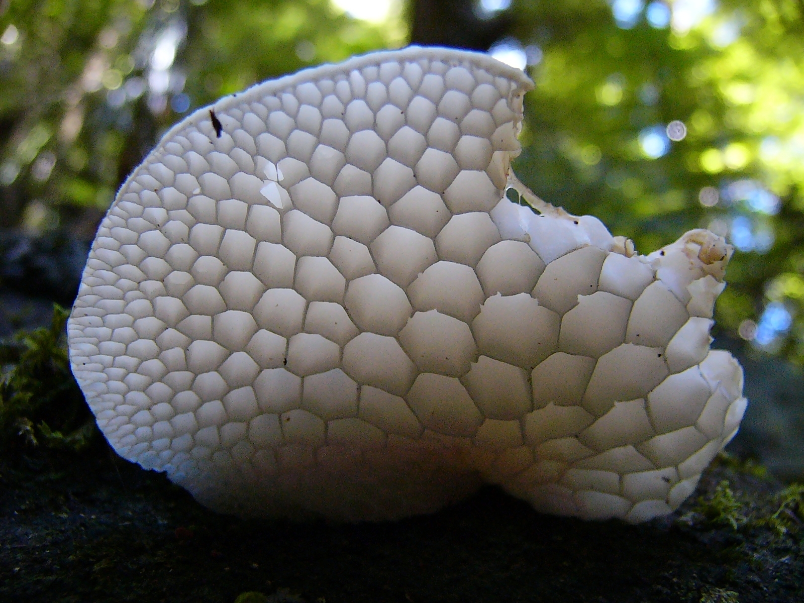 Экзотические грибы. Родотус гриб. Родотус голубой. Лерациомицес (leratiomyces).